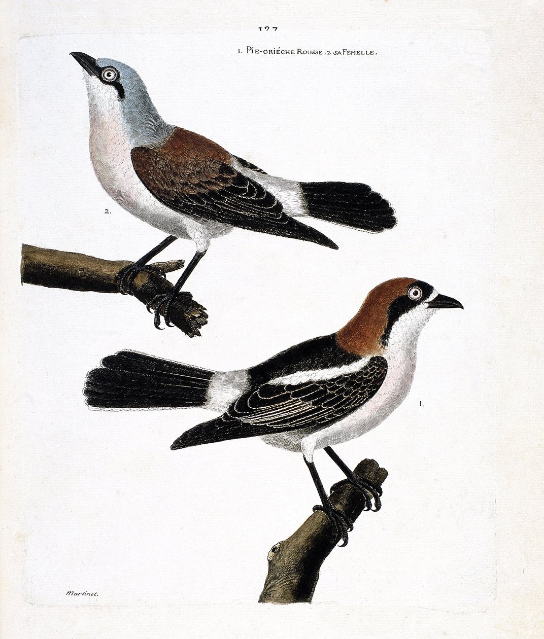 动物学图（鸟类学）。底部：红头䴓（lanius senator）和它的雌鸟（grieche ecorcheur或lanius collurio）在上层分支上。 作者 弗朗索瓦·尼古拉斯·马丁内