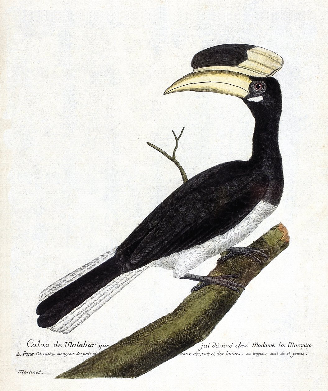 动物学图（鸟类学）。Calao de Malabar（Anthracoceros coronatus）在一个树枝上。弗朗索瓦-尼古拉-马丁内特（1731-1800）的《鸟类的历史，以它们的出现和敏感方面来描绘》中的插图。私人收藏。 作者 弗朗索瓦·尼古拉斯·马丁内