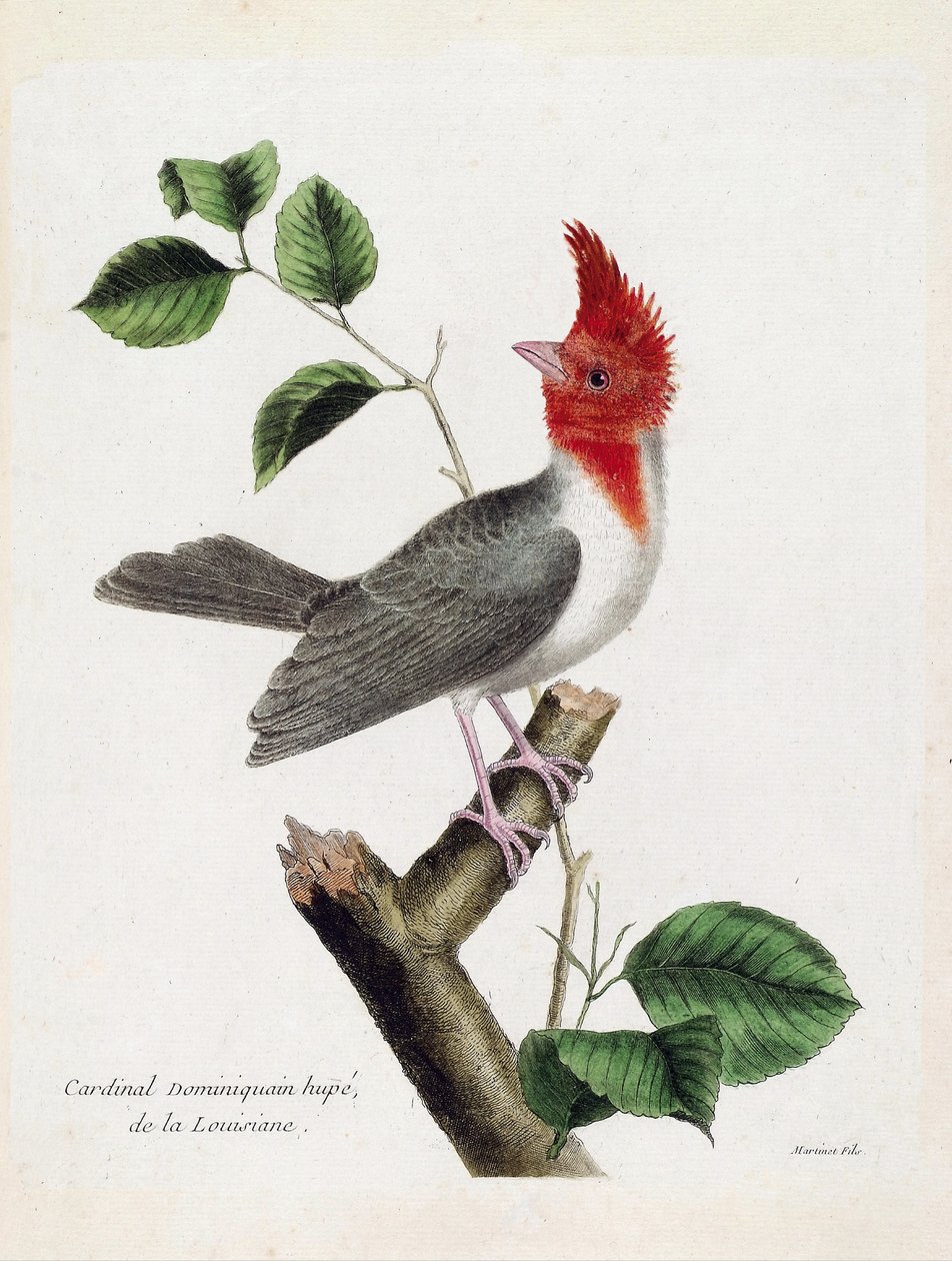 动物学图（鸟类学）。多米尼加红衣主教胡佩（parare huppe或paroaria coronata）在树枝上。弗朗索瓦-尼古拉-马丁内特（1731-1800）的《鸟类的历史，以它们的出现和敏感方面来描绘》中的插图。私人收藏 作者 弗朗索瓦·尼古拉斯·马丁内