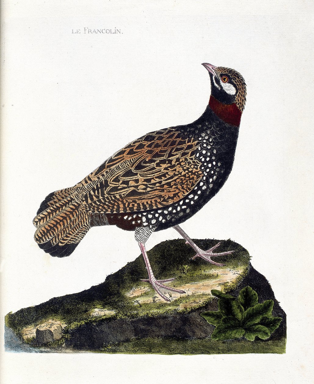动物学图（鸟类学）。鹧鸪（Francolin noir或Francolinus francolinus）。弗朗索瓦-尼古拉-马丁内特（1731-1800）的《鸟类的历史，以它们的外表和敏感的方面来描绘》中的插图。私人收藏。 作者 弗朗索瓦·尼古拉斯·马丁内