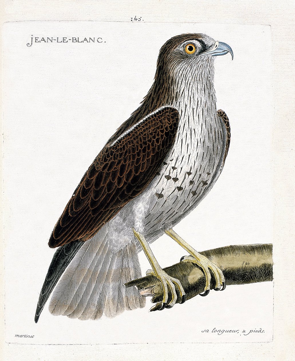动物学图（鸟类学）。树枝上的Jean-le-Blanc或Jean le Blanc（caraete Jean Le Blanc或 circaetus gallicus）。弗朗索瓦-尼古拉-马丁内特（1731-1800）的《鸟类的历史，以它们的外表和敏感的方面来描绘》中的插图 作者 弗朗索瓦·尼古拉斯·马丁内