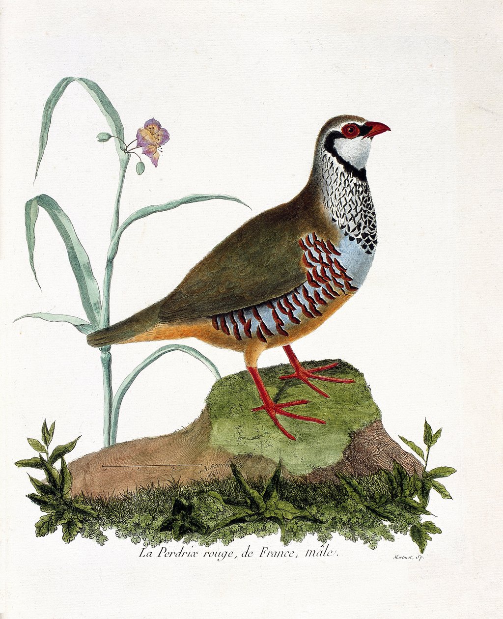 动物学图（鸟类学）。La partridge rouge de France，雄性（红色鹧鸪或alectoris rufa）。弗朗索瓦-尼古拉-马丁内特（1731-1800）的《鸟类的历史，在它们的外观和敏感方面的绘画》的插图。私人收藏。 作者 弗朗索瓦·尼古拉斯·马丁内