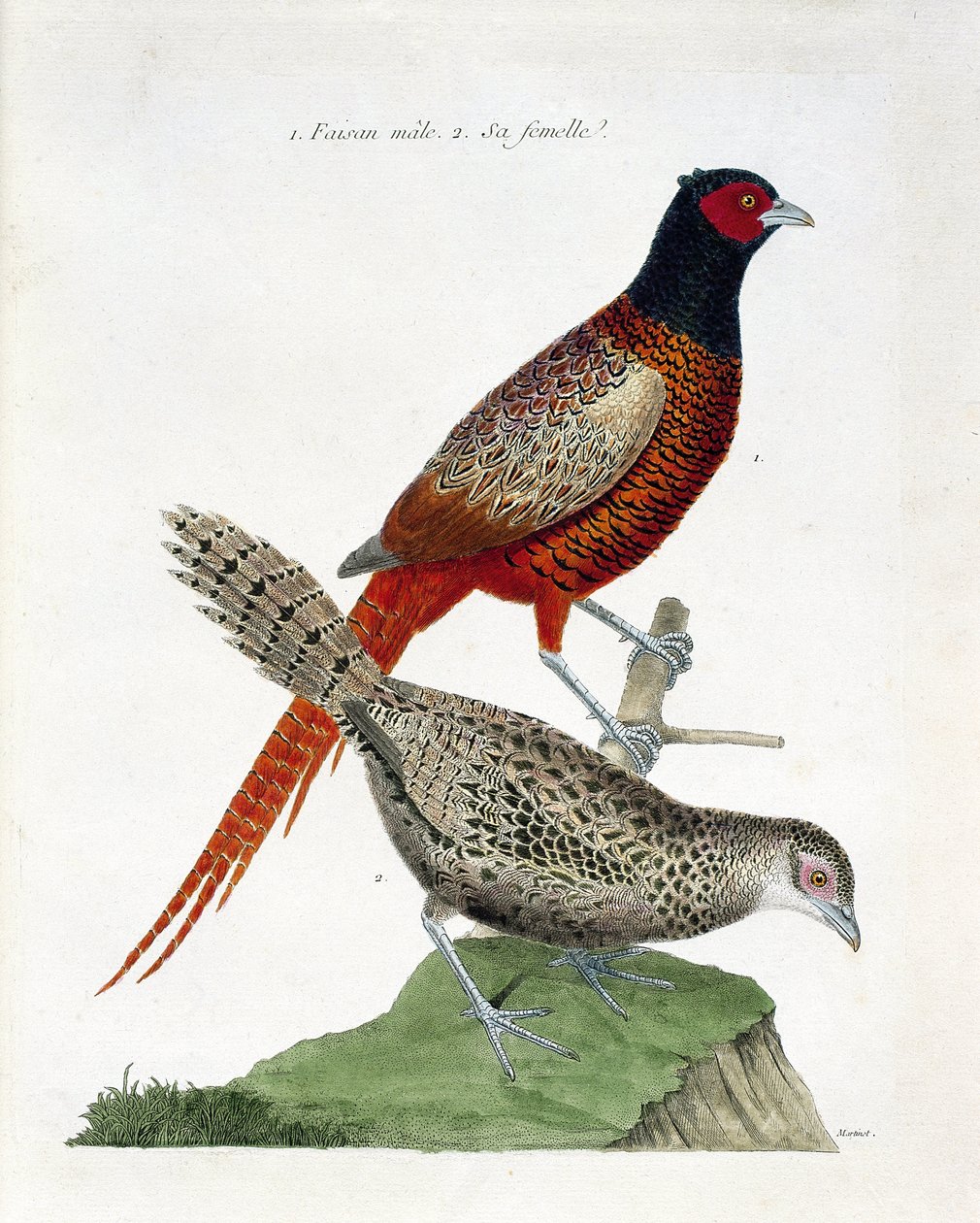 动物学图（鸟类学）。雄性野鸡和雌性野鸡（colchid pheasant或Phasianus colchicus）。弗朗索瓦-尼古拉-马丁内特（1731-1800）的《鸟类的历史，在它们的外表和敏感方面的绘画》中的插图。私人收藏。 作者 弗朗索瓦·尼古拉斯·马丁内