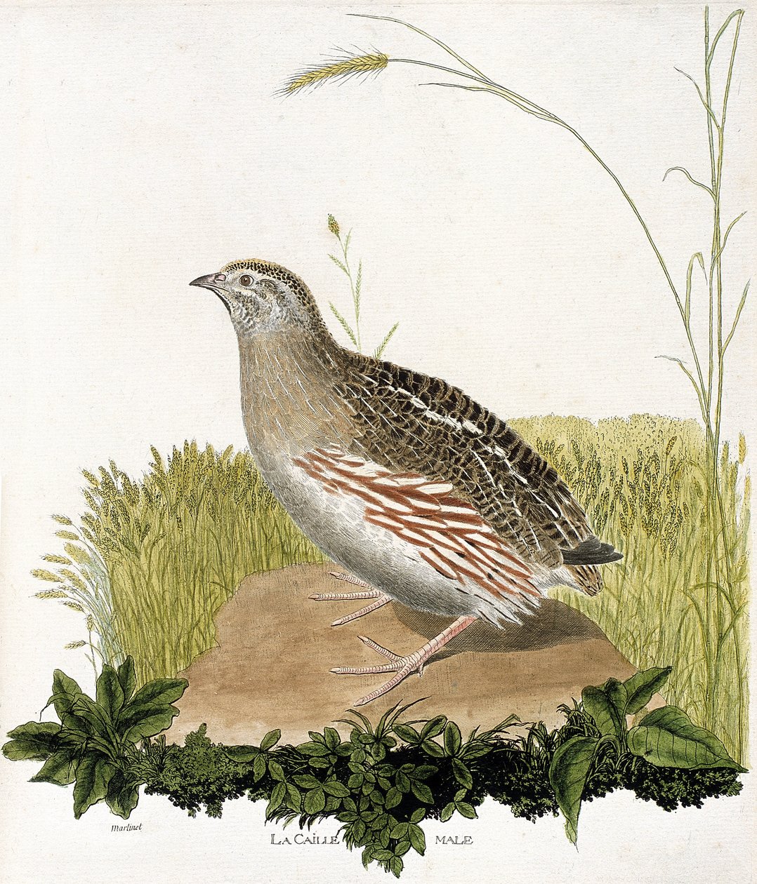 动物学图（鸟类学）。雄性鹌鹑（ble quail或coturnix coturnix）。弗朗索瓦-尼古拉-马丁内特（1731-1800）的《鸟类的历史，在它们的外表和敏感方面的绘画》中的插图。私人收藏。 作者 弗朗索瓦·尼古拉斯·马丁内