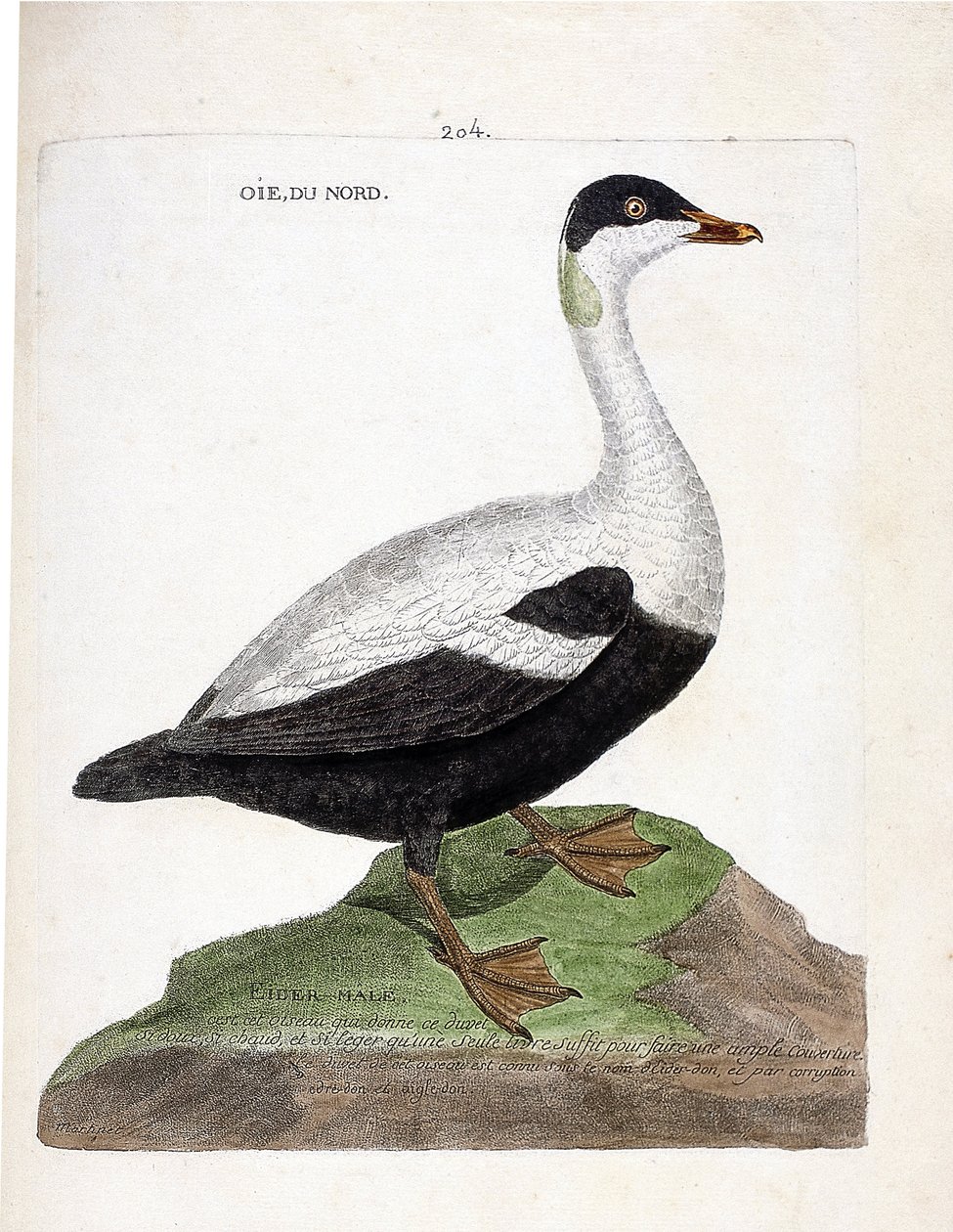 动物学图（鸟类学）。北方的鹅或凫鸟（Eider a duvet or somateria mollissima）。弗朗索瓦-尼古拉-马丁内特（1731-1800）的《鸟类的历史，在它们的外观和敏感方面的绘画》中的插图。私人收藏。 作者 弗朗索瓦·尼古拉斯·马丁内