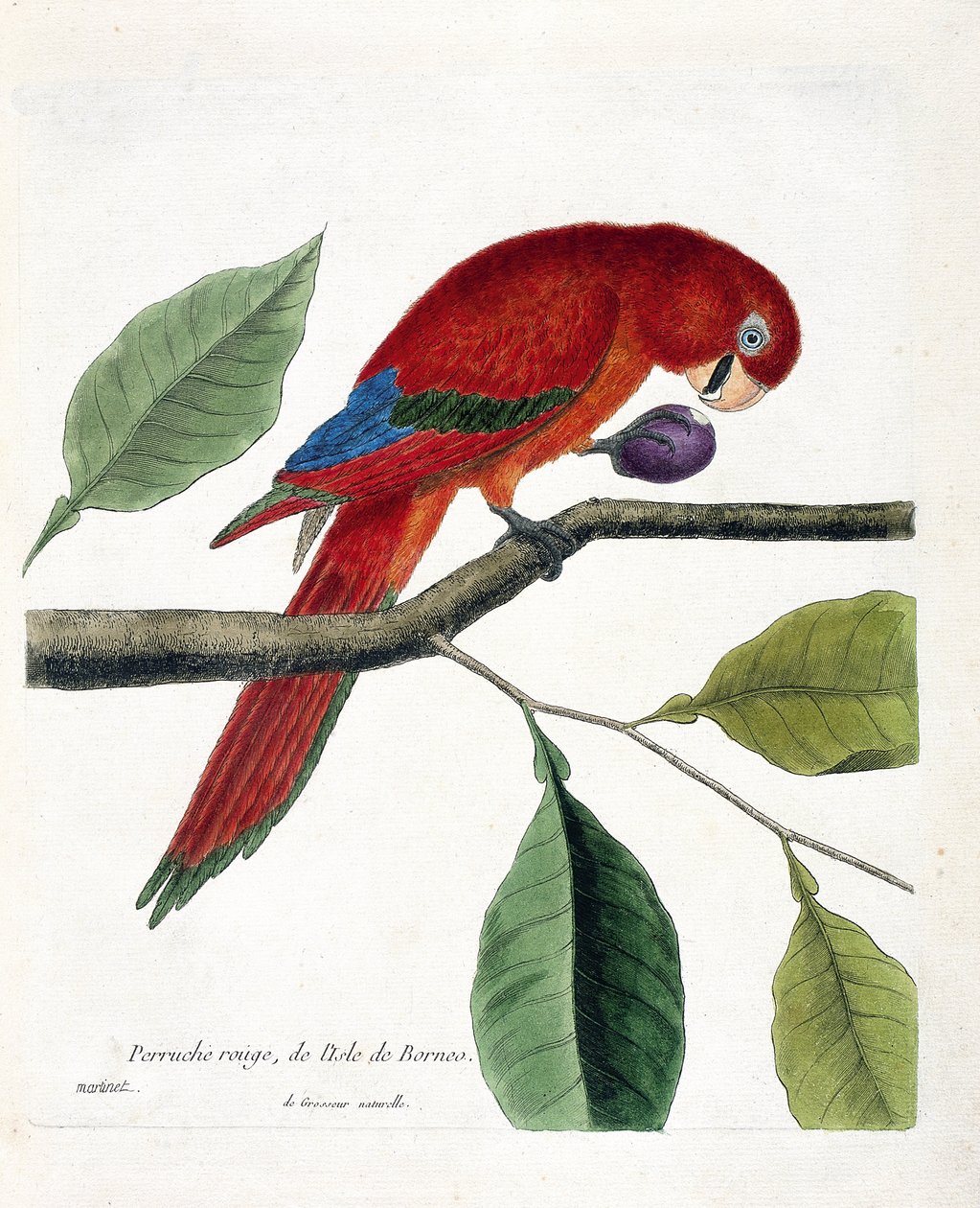 动物学图（鸟类学）。婆罗洲岛的红鹦鹉（Great eclectus或eclectus roratus）。弗朗索瓦-尼古拉-马丁内特（1731-1800）的《鸟类的历史，以它们的出现和敏感方面来描绘》中的插图。私人收藏品 作者 弗朗索瓦·尼古拉斯·马丁内