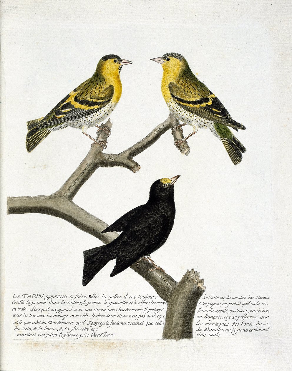 动物学图（鸟类学）。塔林（桤木塔林或carduelis spinus）。左上：雄性，右：雌性。底部：另一个品种。弗朗索瓦-尼古拉-马丁内特（Francois Nicolas Martinet）的《鸟类的历史，以它们的外表和敏感的方面来描绘》中的插图（1731年 作者 弗朗索瓦·尼古拉斯·马丁内