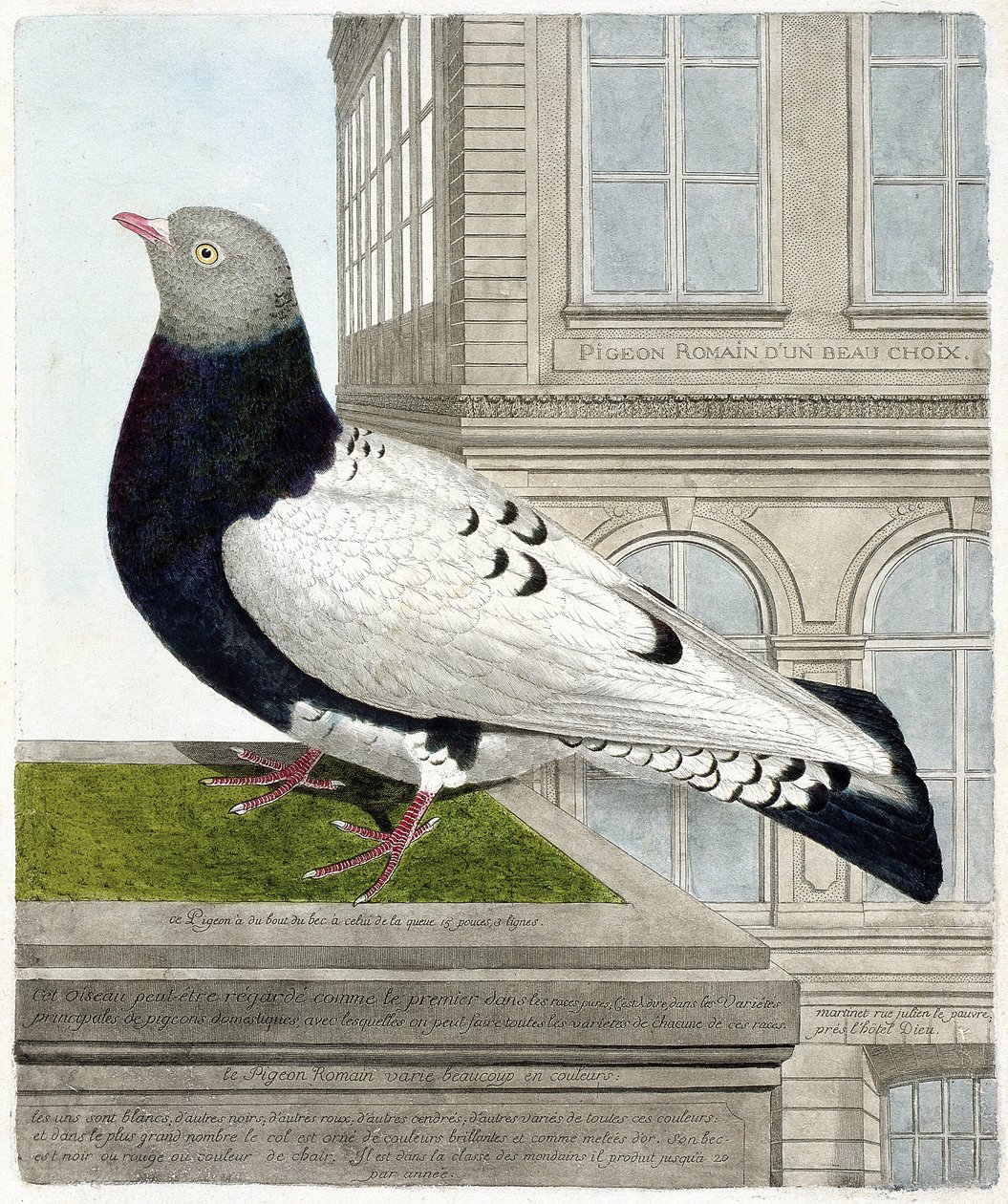 动物学图（鸟类学）。罗马鸽（columba livia）。弗朗索瓦-尼古拉-马丁内特（1731-1800）的《鸟类的历史，以它们的外表和敏感的方面来描绘》中的插图。私人收藏。 作者 弗朗索瓦·尼古拉斯·马丁内
