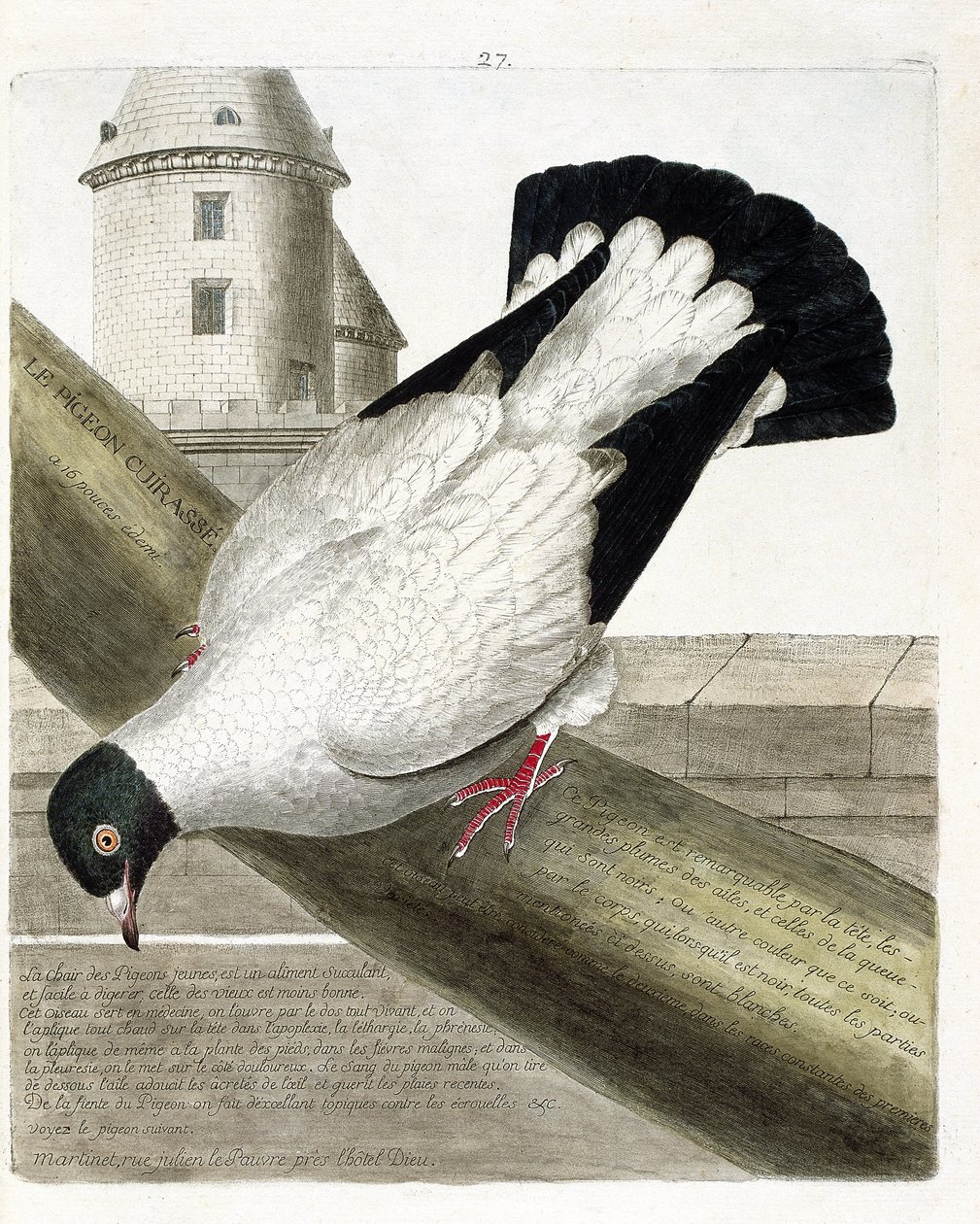动物学图（鸟类学）。战舰鸽（columba livia）。弗朗索瓦-尼古拉-马丁内特（1731-1800）的《鸟类的历史，以它们的出现和敏感的方面来描绘》中的插图。私人收藏。 作者 弗朗索瓦·尼古拉斯·马丁内