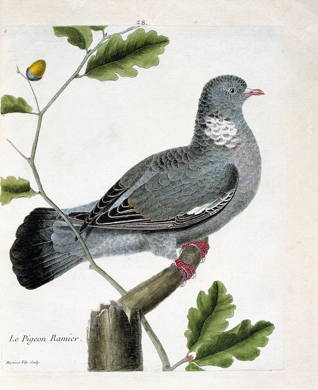动物学图（鸟类学）。枝头的鸽子（columba palumbus）。弗朗索瓦-尼古拉-马丁内特（1731-1800）的《鸟类的历史，以它们的出现和敏感方面来描绘》中的插图。私人收藏。 作者 弗朗索瓦·尼古拉斯·马丁内