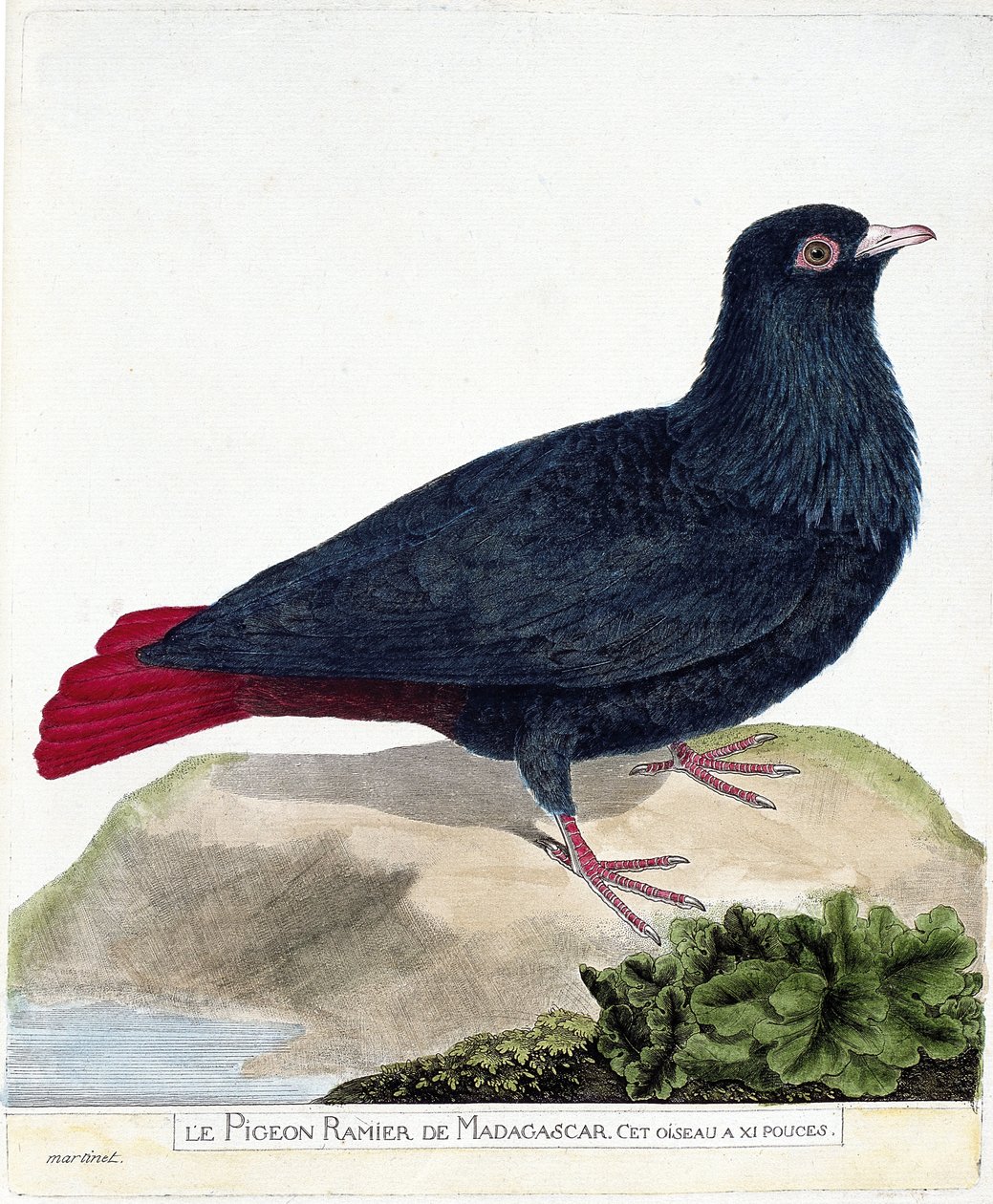 动物学图（鸟类学）。马达加斯加的支脉鸽（Blue Founingo 或 alectroenas madagascariensis）。弗朗索瓦-尼古拉-马丁内特（1731-1800）的《鸟类的历史，以它们的出现和敏感方面来描绘》中的插图。私有 作者 弗朗索瓦·尼古拉斯·马丁内