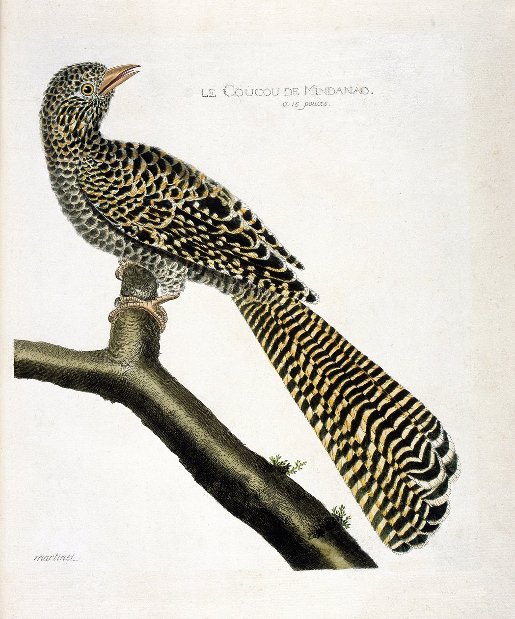 动物学图（鸟类学）。棉兰老岛的杜鹃（koel cuckoo或Eudynamys scolopacea）在一个树枝上。弗朗索瓦-尼古拉-马丁内特（1731-1800）的《鸟类的历史，在它们的出现和敏感方面的描绘》中的插图。私人收藏 作者 弗朗索瓦·尼古拉斯·马丁内
