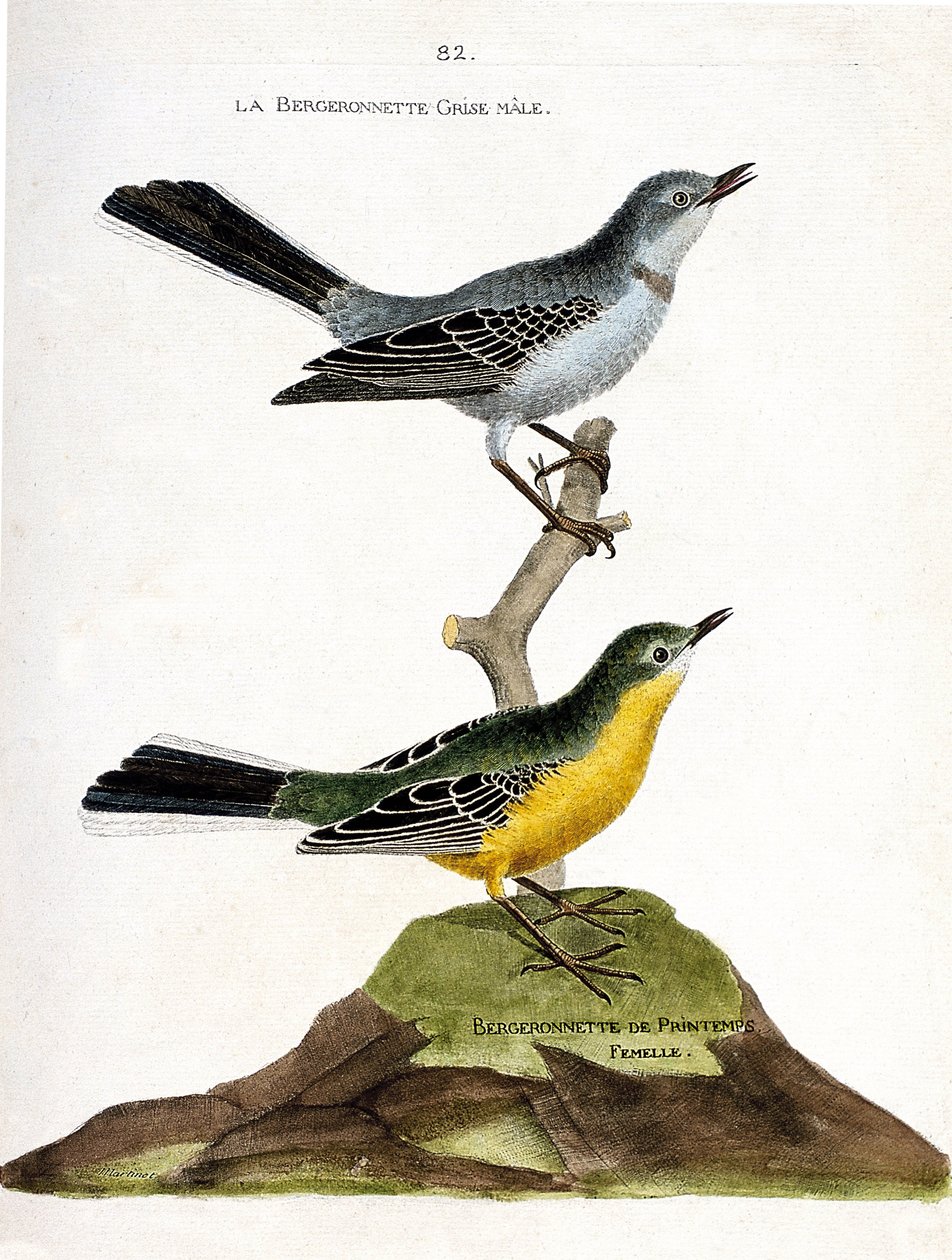 动物学图（鸟类学）。树枝上的雄性灰色伯劳纳（Motacilla alba）和雌性春牧（Motacilla flava）。弗朗索瓦-尼古拉-马丁的《鸟类的历史，在它们的出现和敏感方面的描绘》中的插图 作者 弗朗索瓦·尼古拉斯·马丁内