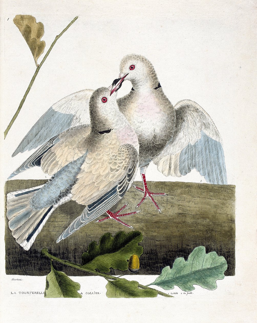 动物学图（鸟类学）。颈鸽（粉色和灰色的鸽子或streptopelia roseogrisea）。弗朗索瓦-尼古拉-马丁内特（1731-1800）的《鸟类的历史，在它们的外观和敏感方面的绘画》中的插图。私人收藏。 作者 弗朗索瓦·尼古拉斯·马丁内