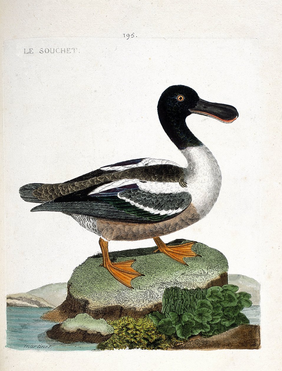 动物学图（鸟类学）。鸭子（duck strainberry或anas clypeata）。弗朗索瓦-尼古拉-马丁内特（1731-1800）的《鸟类的历史，在它们的外表和敏感方面的绘画》中的插图。私人收藏。 作者 弗朗索瓦·尼古拉斯·马丁内