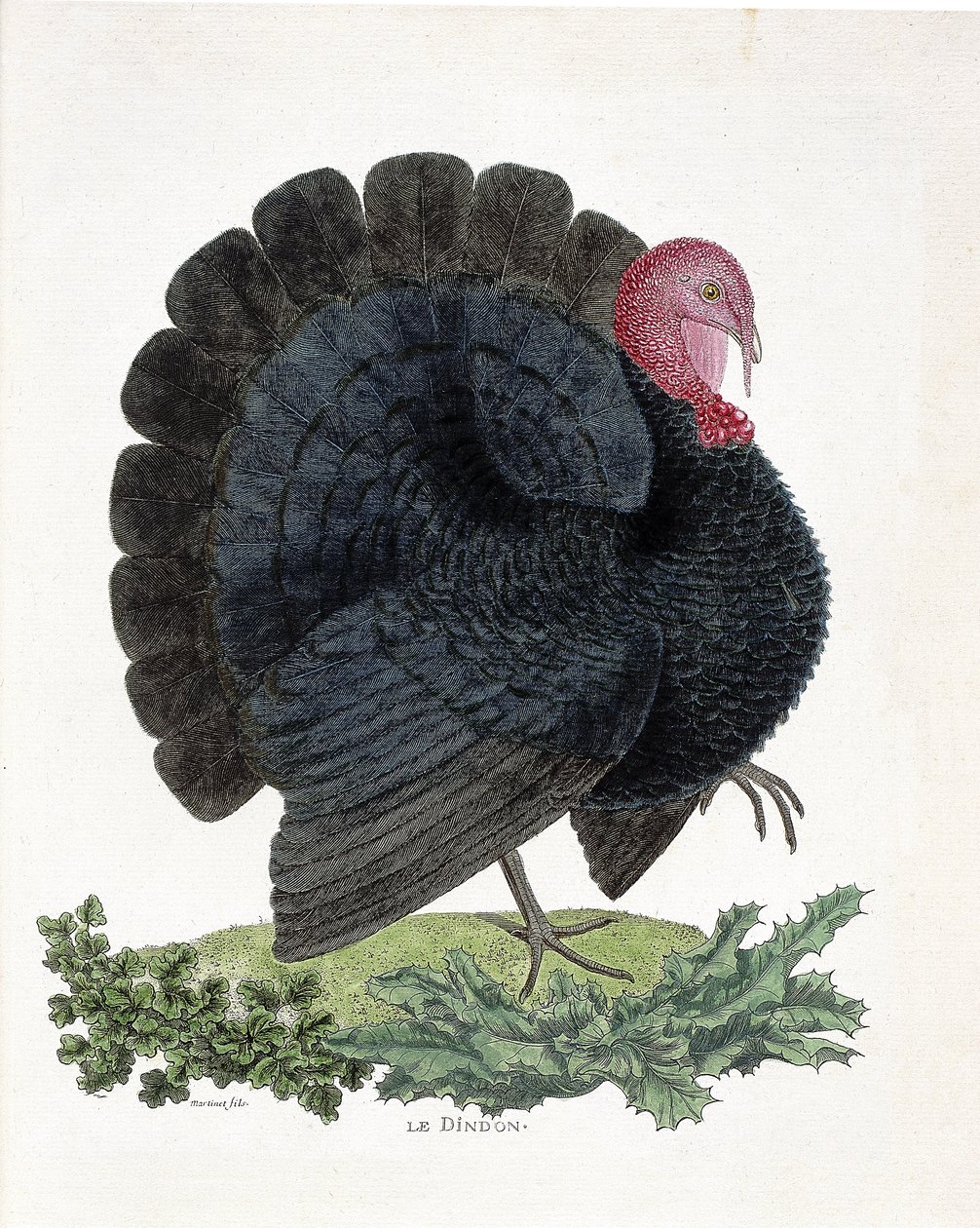 动物学图（鸟类学）。土耳其（家火鸡或Melaeagris gallopavo）。弗朗索瓦-尼古拉-马丁内特（1731-1800）的《鸟类的历史，从它们的外观和敏感方面进行描绘》中的插图（雕刻）。 作者 弗朗索瓦·尼古拉斯·马丁内