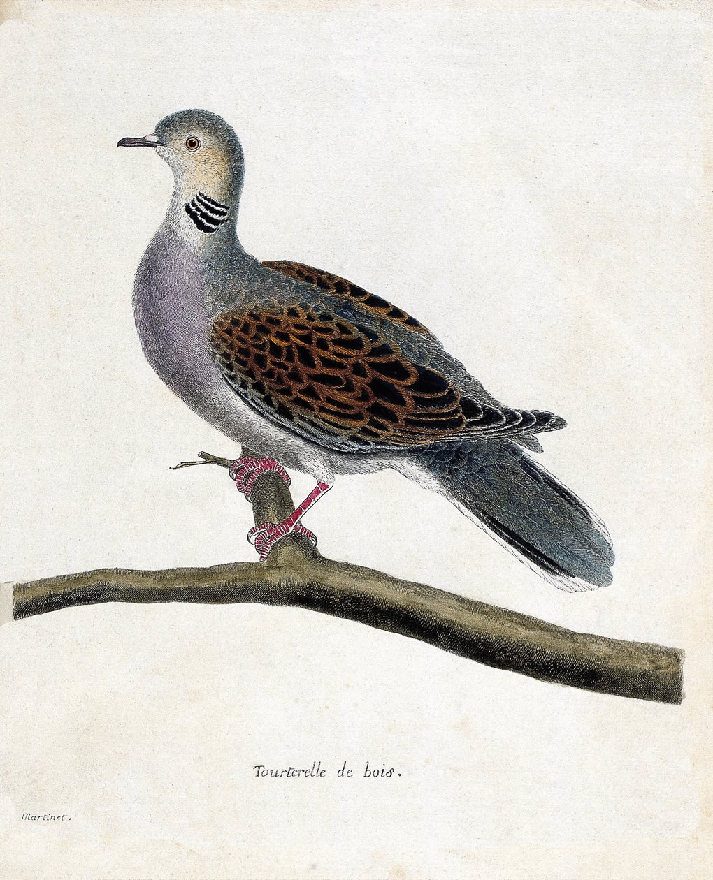 动物学图（鸟类学）。树枝上的木鸽（wooddove或streptopelia turtur）。弗朗索瓦-尼古拉-马丁内特（1731-1800）的《鸟类的历史，在它们的出现和敏感方面的描绘》中的插图。私人收藏。 作者 弗朗索瓦·尼古拉斯·马丁内