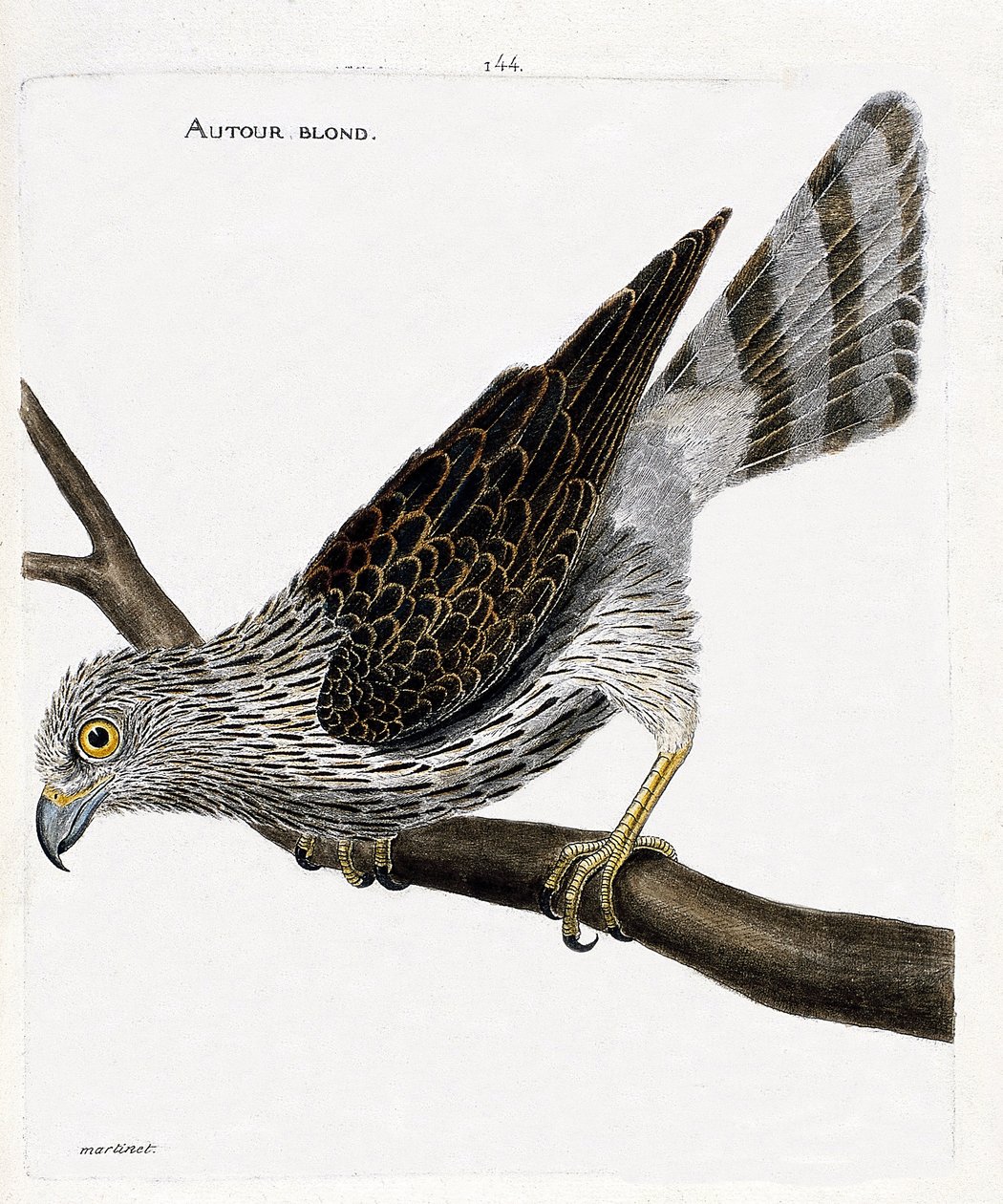 动物学图（鸟类学）：在树枝上的金丝鸟（围绕着戈矛或accipiter gentilis）。弗朗索瓦-尼古拉-马丁内特（1731-1800）的《鸟类的历史，在它们的出现和敏感方面的描绘》中的插图。私人收藏。 作者 弗朗索瓦·尼古拉斯·马丁内