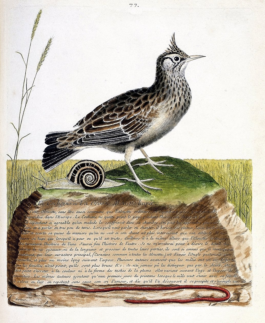 动物学图（鸟类学）：Cochevis（cochevis huppe或Galerida cristata）。弗朗索瓦-尼古拉-马丁内特（1731-1800）的《鸟类的历史，在它们的出现和敏感方面的绘画》中的插图。私人收藏。 作者 弗朗索瓦·尼古拉斯·马丁内