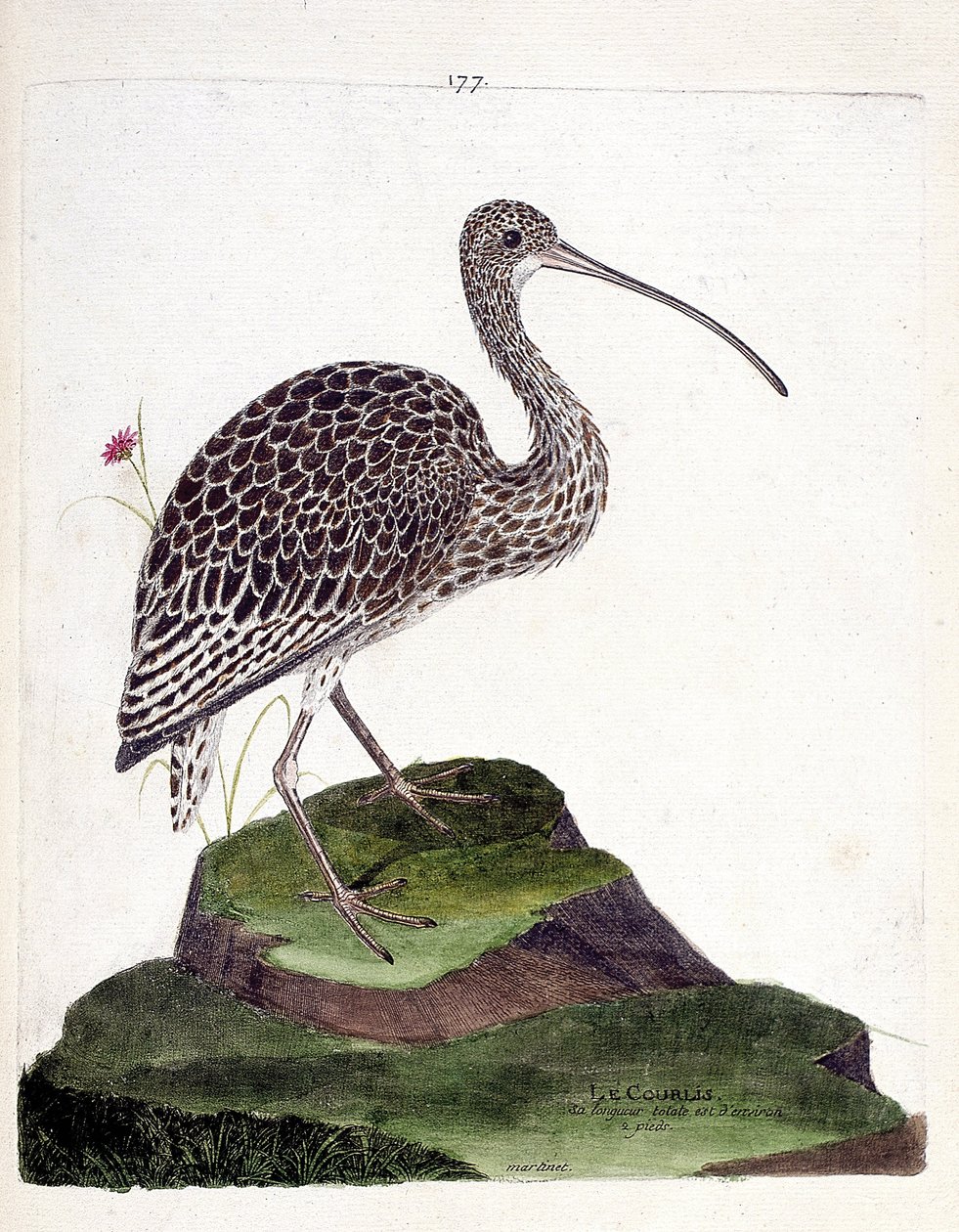 动物学图（鸟类学）：卷尾鹱（curlew ash或numenius arquata）。弗朗索瓦-尼古拉-马丁内特（1731-1800）的《鸟类的历史，在它们的出现和敏感方面的描绘》中的插图。私人收藏。 作者 弗朗索瓦·尼古拉斯·马丁内
