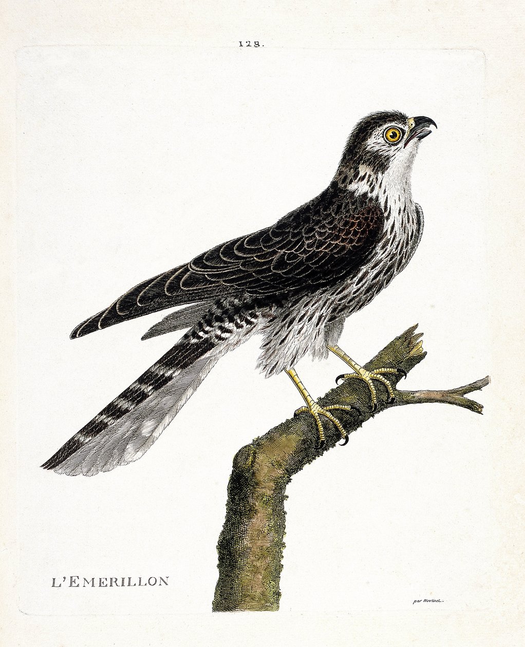 动物学图（鸟类学）：树枝上的emerillon（emerillon falcon或falco colombarius）。弗朗索瓦-尼古拉-马丁内特（1731-1800）的《鸟类的历史，以它们的出现和敏感方面来描绘》中的插图。私人收藏。 作者 弗朗索瓦·尼古拉斯·马丁内