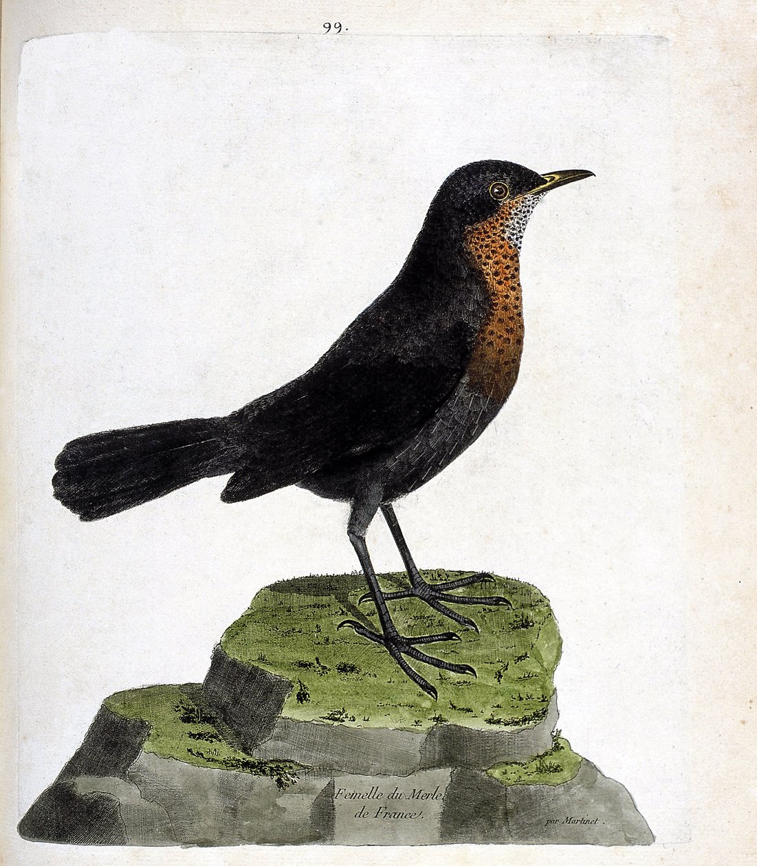 动物学图（鸟类学）：雌性黑鸟（black blackbird or turdus merula）。弗朗索瓦-尼古拉-马丁内特（1731-1800）的《鸟类的历史，在它们的出现和敏感方面的描绘》中的插图。私人收藏。 作者 弗朗索瓦·尼古拉斯·马丁内