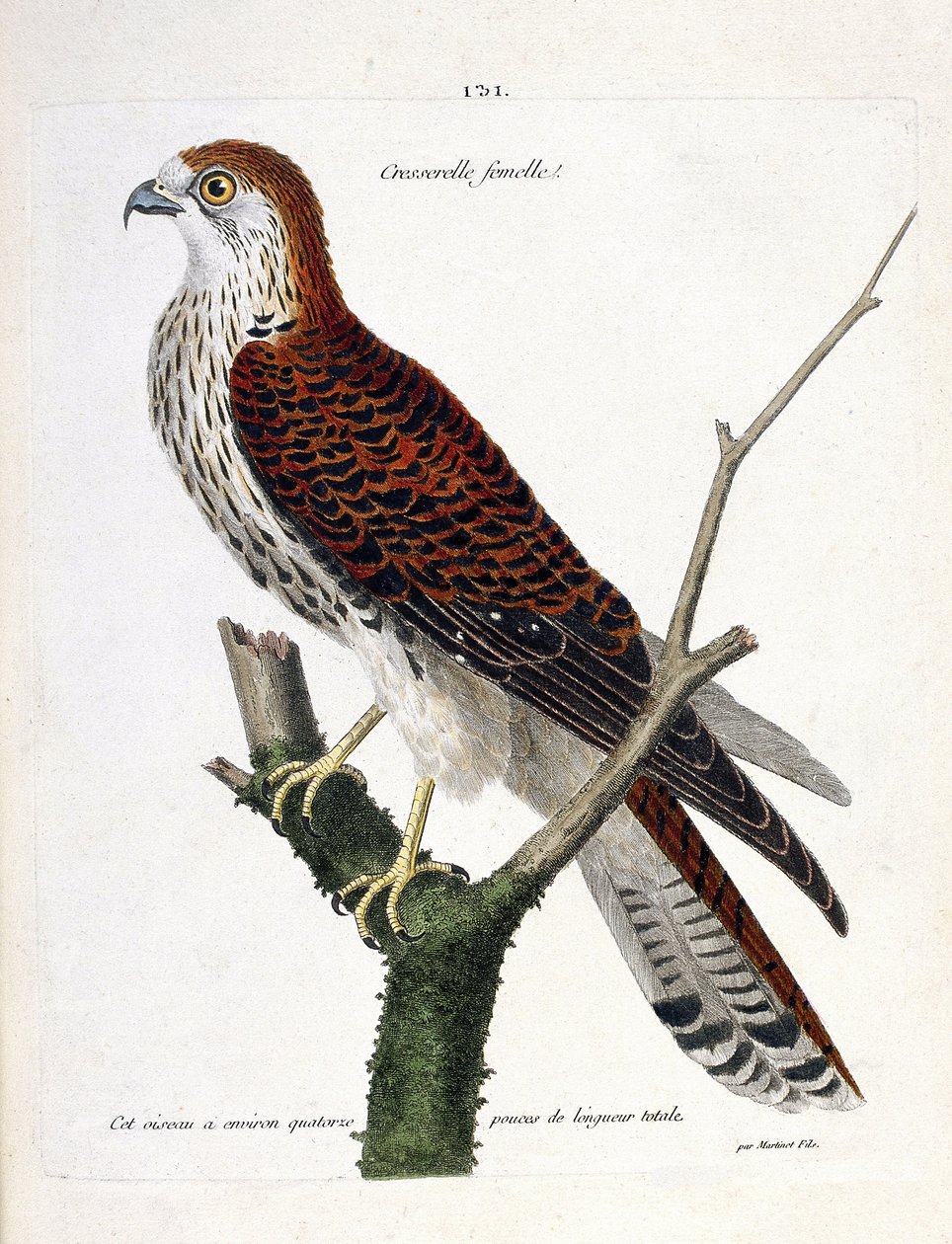 动物学图（鸟类学）：树枝上的雌性翠鸟（hawk hawk或falco tinnunculus）。弗朗索瓦-尼古拉-马丁内特（1731-1800）的《鸟类的历史，在它们的出现和敏感方面的描绘》中的插图。私人收藏。 作者 弗朗索瓦·尼古拉斯·马丁内