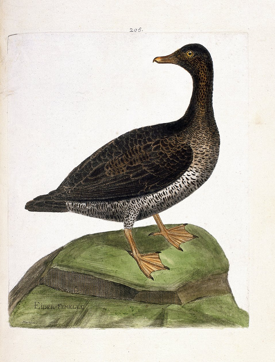 动物学图（鸟类学）：雌凫（Eider a down 或 somateria mollissima）。弗朗索瓦-尼古拉-马丁内特（1731-1800）的《鸟类的历史，以它们的外表和敏感的方面来描绘》中的插图。私人收藏。 作者 弗朗索瓦·尼古拉斯·马丁内