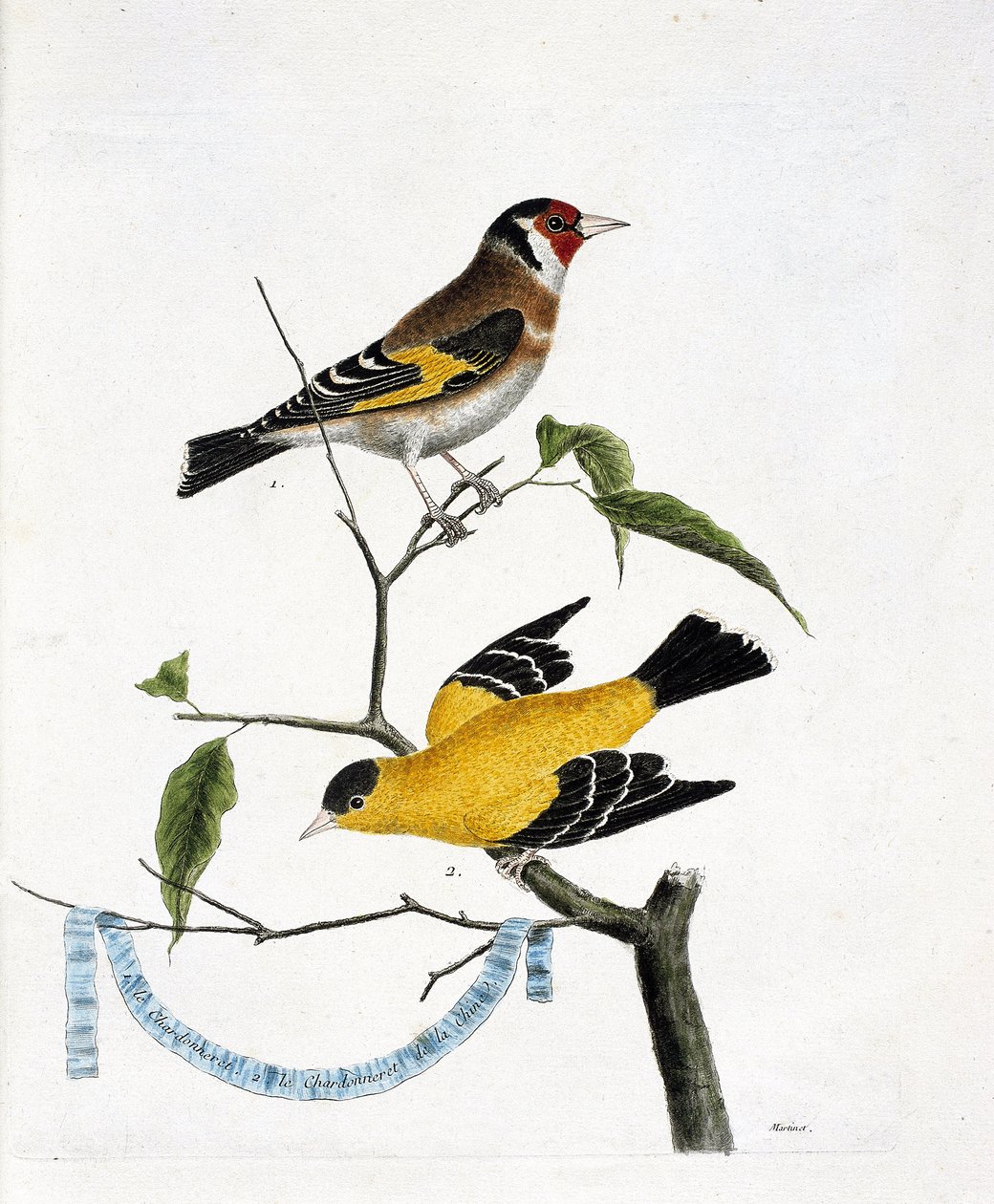 动物学图表（鸟类学）：从上到下。霞多丽（chardonneret elegant或carduelis carduelis）和中国的霞多丽（Tarin sad或carduelis tristis）在一个树枝上。在 "鸟类的历史，以它们的形象来描绘 "中的插图。 作者 弗朗索瓦·尼古拉斯·马丁内