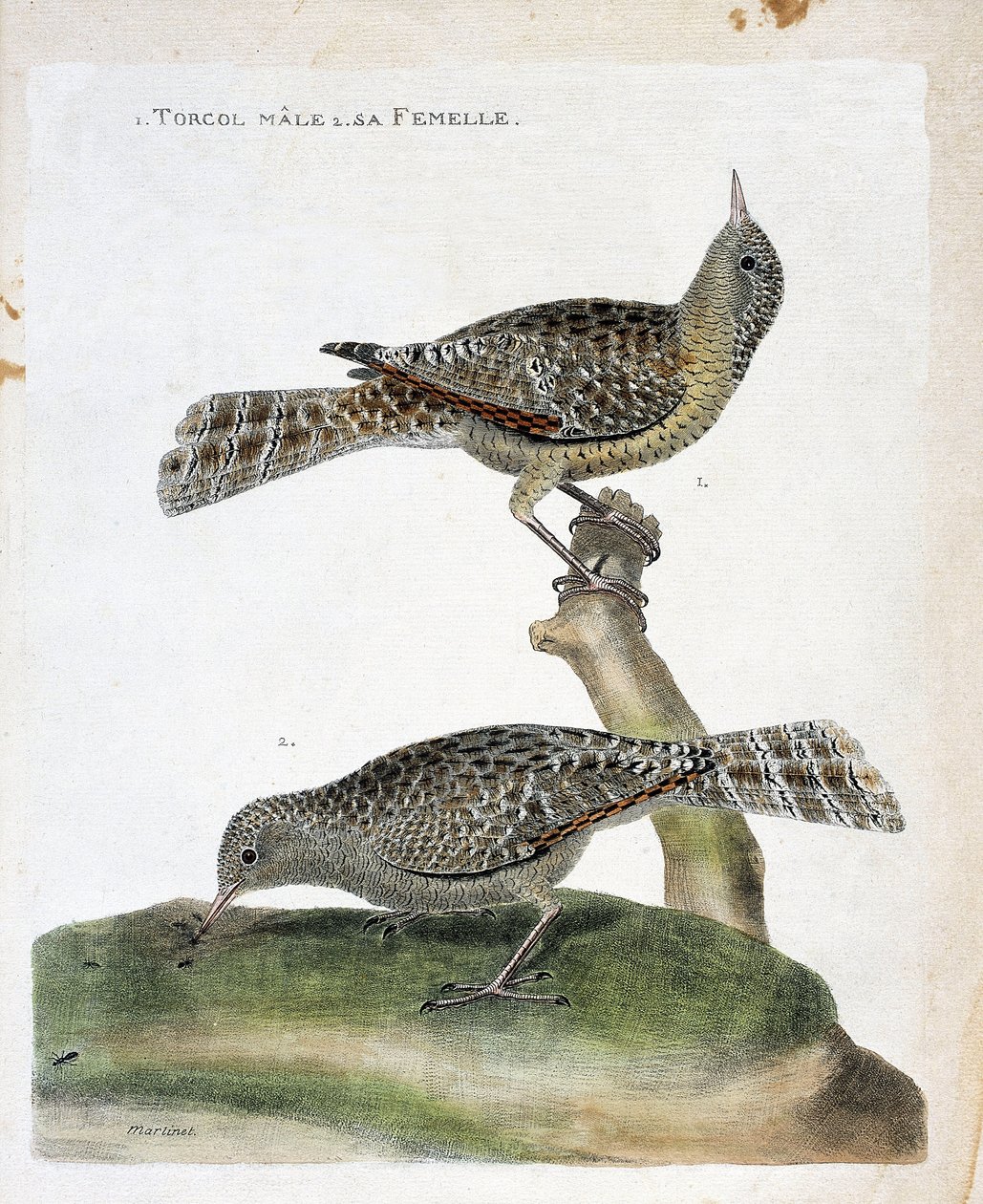 动物学图（鸟类学）：从上到下。雄鸟和其雌鸟（Torcol Fourmilier或Jynx torquilla）。弗朗索瓦-尼古拉-马丁内特（1731-1800）的《鸟类的历史，在它们的外观和敏感方面的描绘》中的插图。 作者 弗朗索瓦·尼古拉斯·马丁内