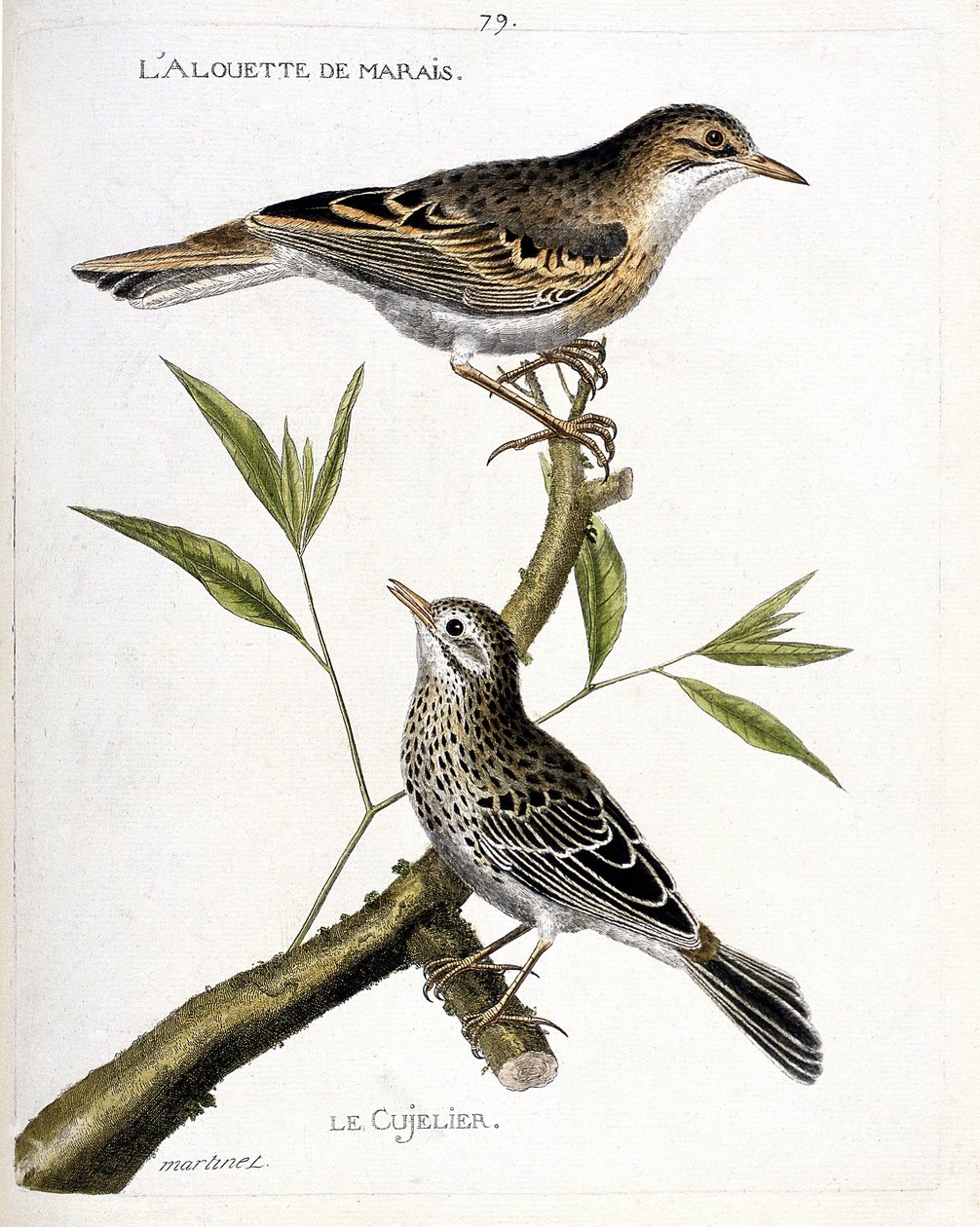 动物学图表（鸟类学）：从上到下：沼泽云雀（pipit rousseline或anthus campestris）和树枝上的cujelier（pipit farlouse或anthus pratensis）。在 "鸟类的历史，以它们的出现和敏感度来描绘 "中的插图。 作者 弗朗索瓦·尼古拉斯·马丁内
