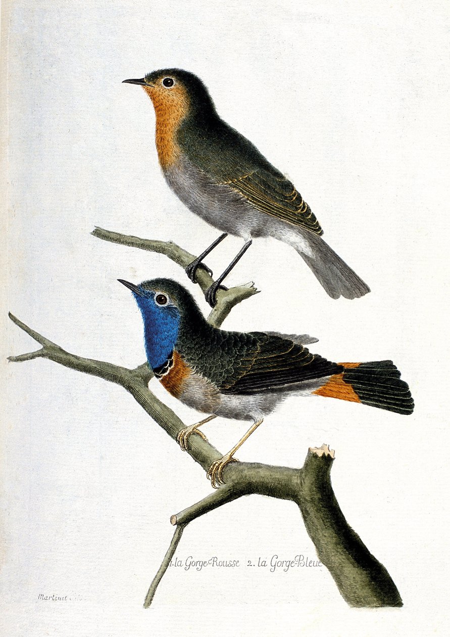动物学图表（鸟类学）：从上到下：红喉（红喉或红喉或erithacus rubecula）和蓝喉（蓝喉或luscinia svecica）在一个树枝上。插图见于《鸟类的历史，画出它们的出现和发展》。 作者 弗朗索瓦·尼古拉斯·马丁内