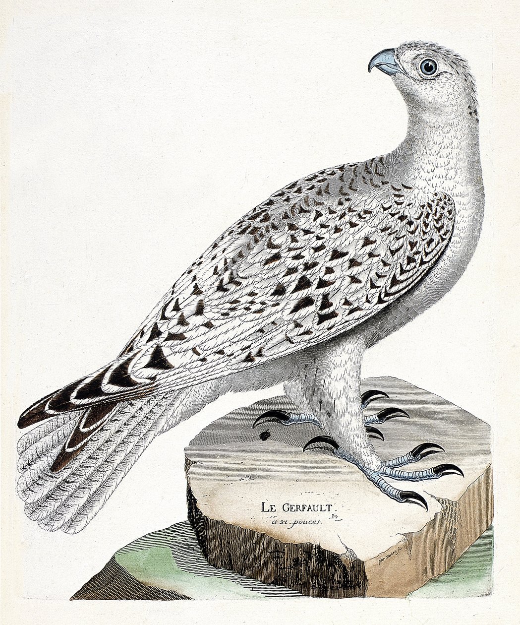 动物学图（鸟类学）：gerfault（gerfaut falcon或falco rusticolus）。弗朗索瓦-尼古拉-马丁内特（1731-1800）的《鸟类的历史，在它们的出现和敏感方面的绘画》中的插图。私人收藏。 作者 弗朗索瓦·尼古拉斯·马丁内
