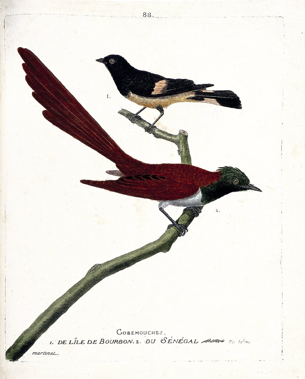 动物学图表（鸟类学）：波旁岛的戈壁蝇（gobemouche）（Shama de Madagascar or copsychus albospecularis）和塞内加尔的戈壁蝇（tchitrec de paradis or terpsiphone paradisii）。鸟类的历史》中的插图，绘有i 作者 弗朗索瓦·尼古拉斯·马丁内
