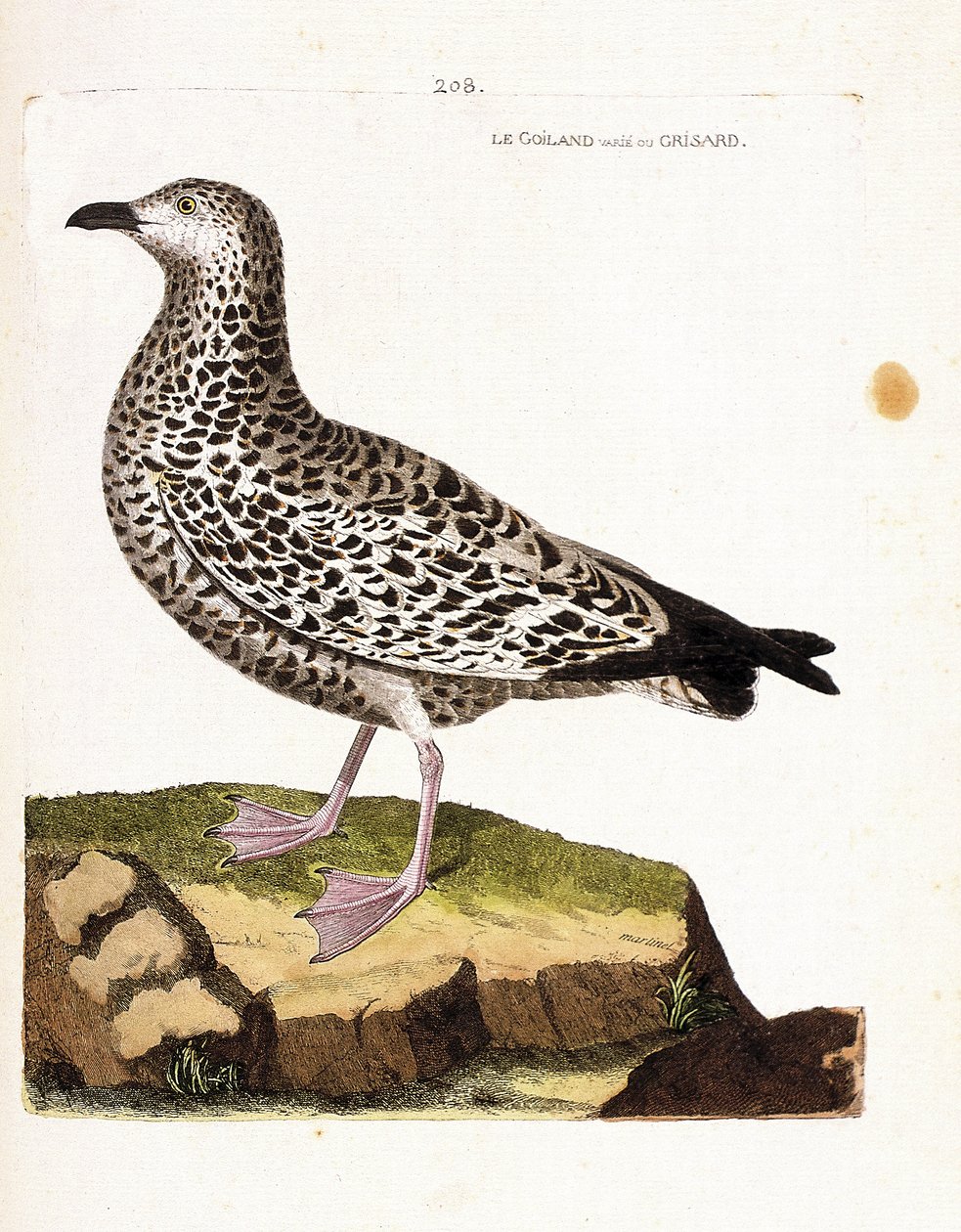 动物学图表（鸟类学）：goiland varies或grisard（goeland或larus sp）。弗朗索瓦-尼古拉-马丁内特（1731-1800）的《鸟类的历史，在它们的出现和敏感方面的绘画》中的插图。私人收藏。 作者 弗朗索瓦·尼古拉斯·马丁内