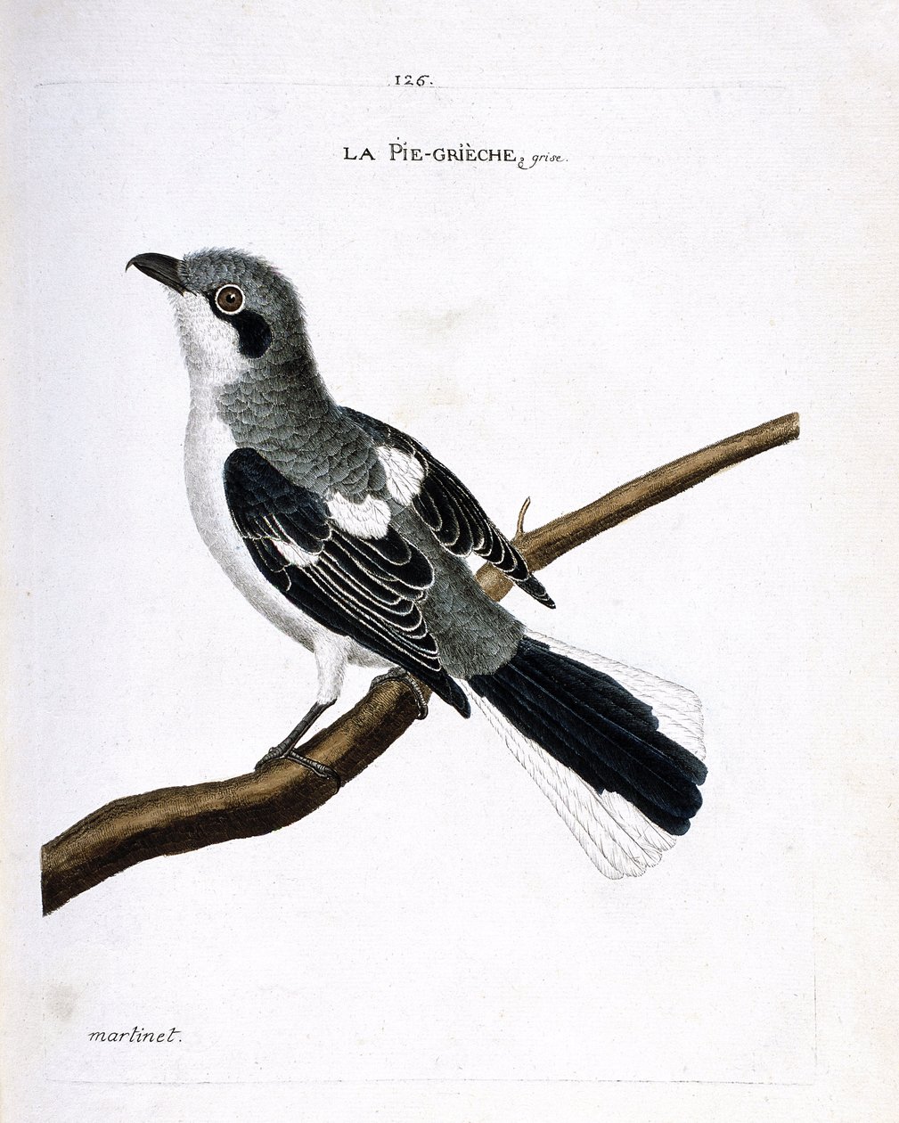 动物学图（鸟类学）：树枝上的灰鸡（灰鵙或lanius excubitor）。弗朗索瓦-尼古拉-马丁内特（1731-1800）的《鸟类的历史，以它们的出现和敏感方面来描绘》中的插图。私人收藏。 作者 弗朗索瓦·尼古拉斯·马丁内