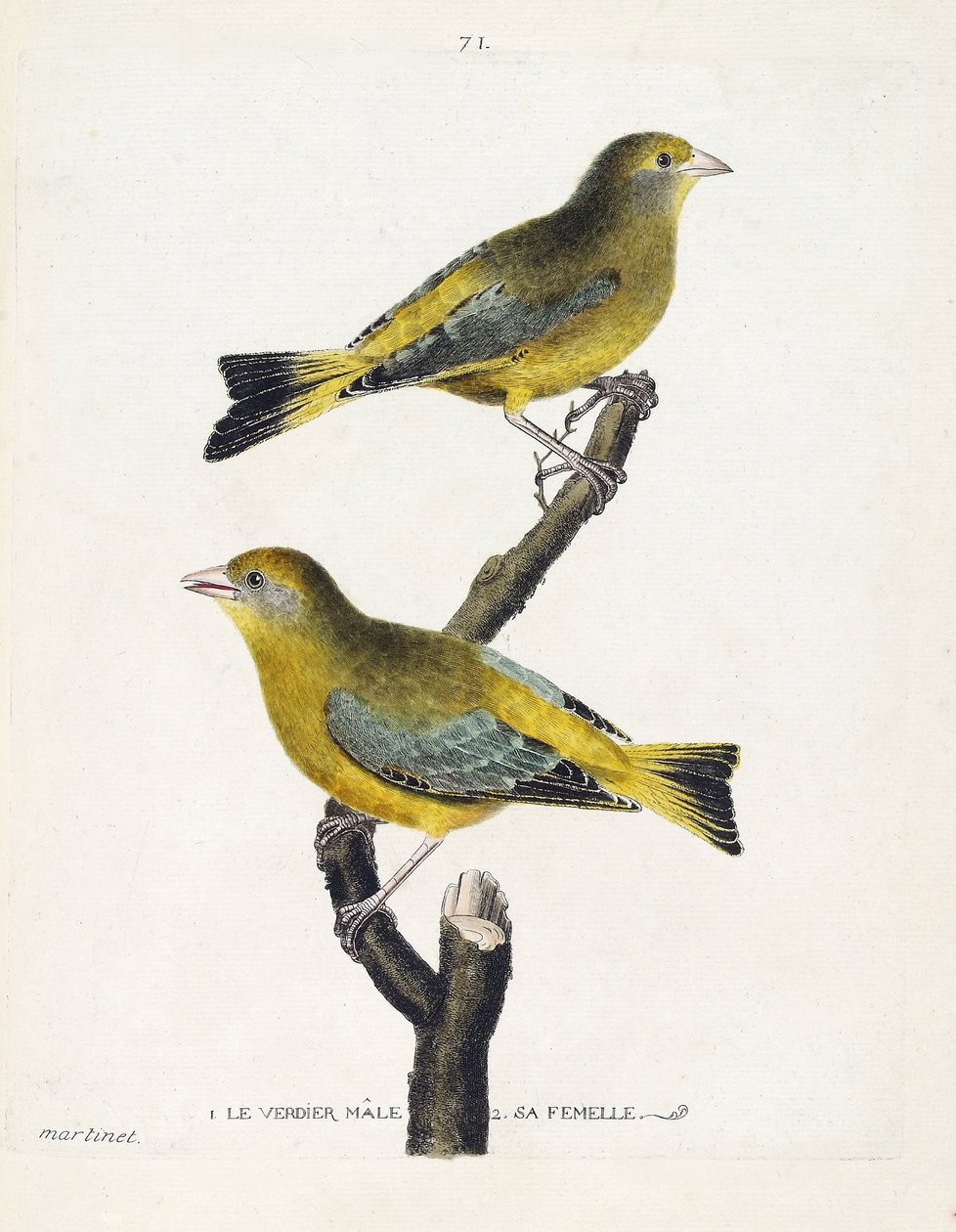 动物学图（鸟类学）：树枝上的雌雄verdier（欧洲verdier或carduelis chloris）。弗朗索瓦-尼古拉-马丁内特（1731-1800）的《鸟类的历史，以它们的出现和敏感方面来描绘》中的插图。私人收藏品 作者 弗朗索瓦·尼古拉斯·马丁内