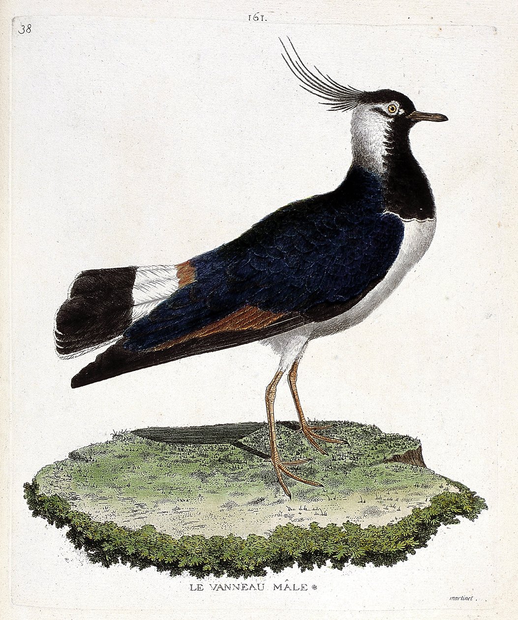动物学图（鸟类学）：雄性羔羊（环状或vanellus vanellus）。弗朗索瓦-尼古拉-马丁内特（1731-1800）的《鸟类的历史，在它们的出现和敏感方面的描绘》中的插图。私人收藏。 作者 弗朗索瓦·尼古拉斯·马丁内
