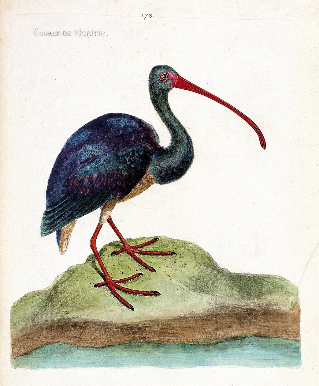 动物学图（鸟类学）：尼格里蒂的院子（朱鹮falcinelle或plegadis falcinellus）。弗朗索瓦-尼古拉-马丁内特（1731-1800）的《鸟类的历史，以它们的外表和敏感的方面来描绘》中的插图。私人收藏。 作者 弗朗索瓦·尼古拉斯·马丁内
