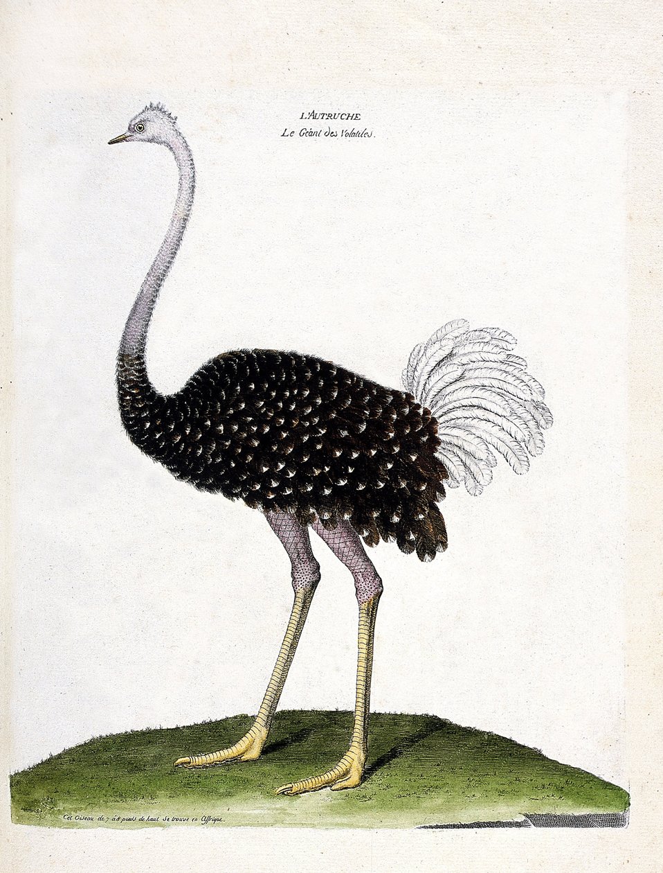 动物学图（鸟类学）：鸵鸟（struthio camelus）。弗朗索瓦-尼古拉-马丁内特（1731-1800）的《鸟类的历史，以它们的出现和敏感方面来描绘》中的插图。私人收藏。 作者 弗朗索瓦·尼古拉斯·马丁内