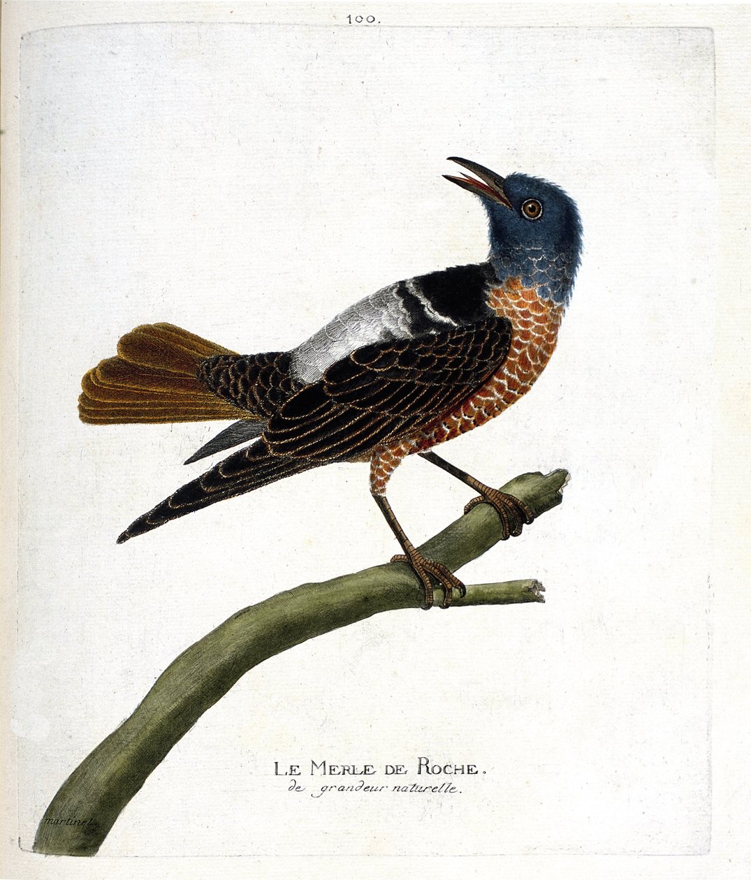 动物学图（鸟类学）：岩黑鸟（岩黑鸟或monticola saxatilis）。弗朗索瓦-尼古拉-马丁内特（1731-1800）的《鸟类的历史，在它们的出现和敏感方面的绘画》中的插图。私人收藏。 作者 弗朗索瓦·尼古拉斯·马丁内