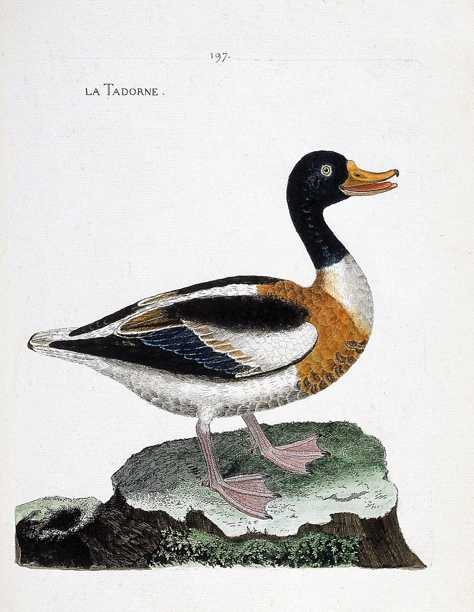 动物学图（鸟类学）：Tadorne（Tadorne de Belon或Tadorna tadorna）。弗朗索瓦-尼古拉-马丁内特（1731-1800）的《鸟类的历史，在它们的出现和敏感方面的描绘》中的插图。私人收藏。 作者 弗朗索瓦·尼古拉斯·马丁内