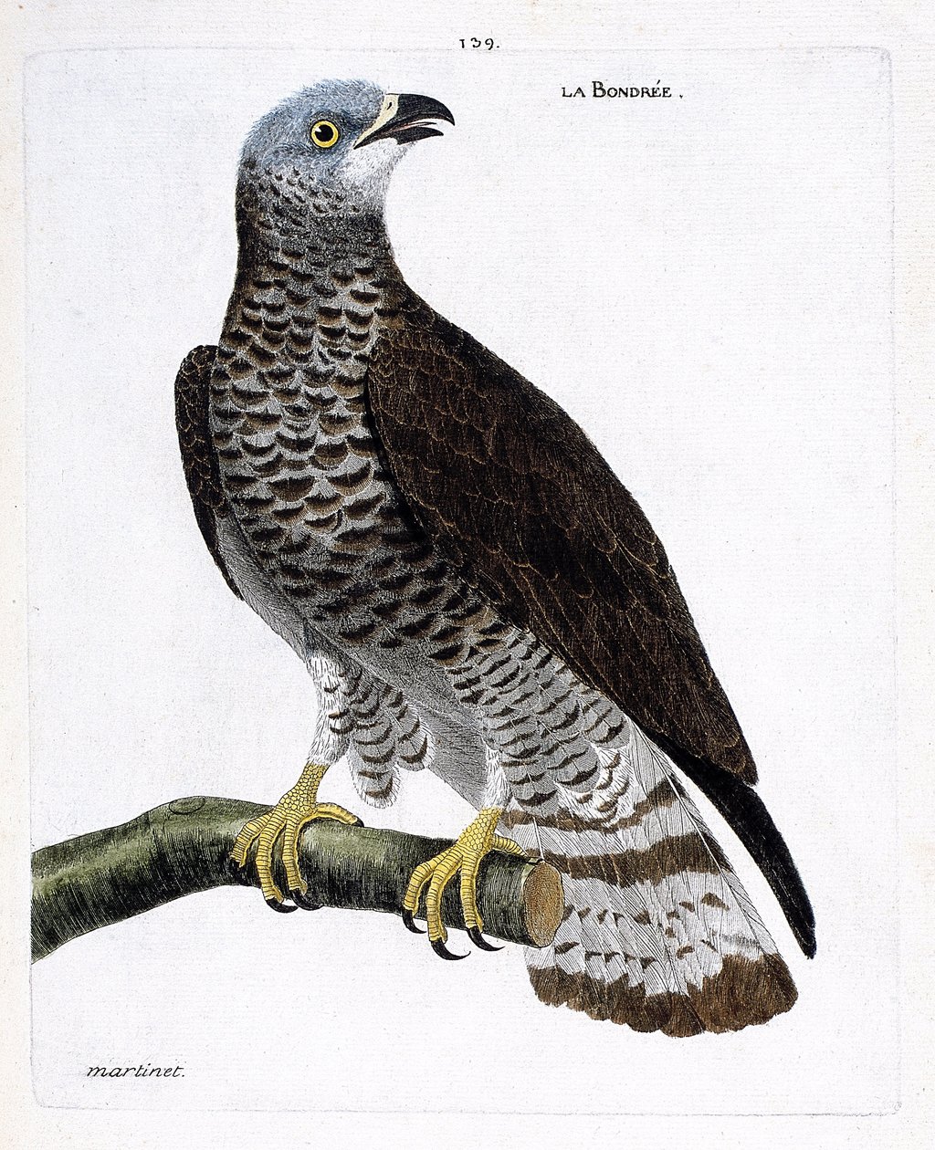 动物学图（鸟类学）：树枝上的bondree（apivore bondree或pernis apivorus）。弗朗索瓦-尼古拉-马丁内特（1731-1800）的《鸟类的历史，以它们的出现和敏感方面来描绘》中的插图。私人收藏。 作者 弗朗索瓦·尼古拉斯·马丁内