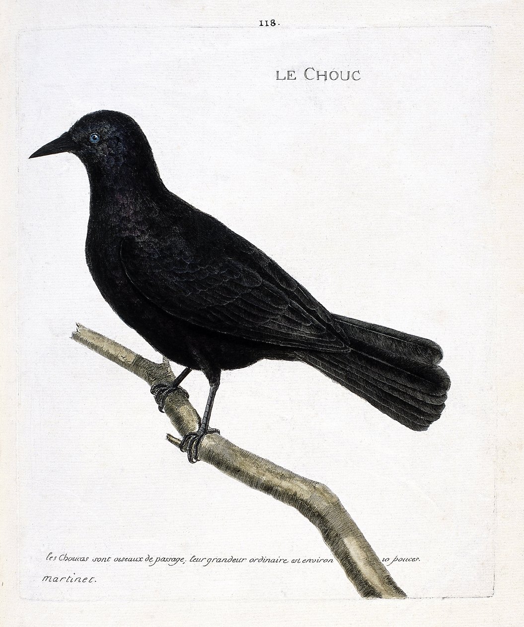 动物学图（鸟类学）：树枝上的白菜（塔楼或corvus monedula的白菜）。弗朗索瓦-尼古拉-马丁内特（1731-1800）的《鸟类的历史，以它们的出现和敏感的方面来描绘》中的插图。私人收藏。 作者 弗朗索瓦·尼古拉斯·马丁内