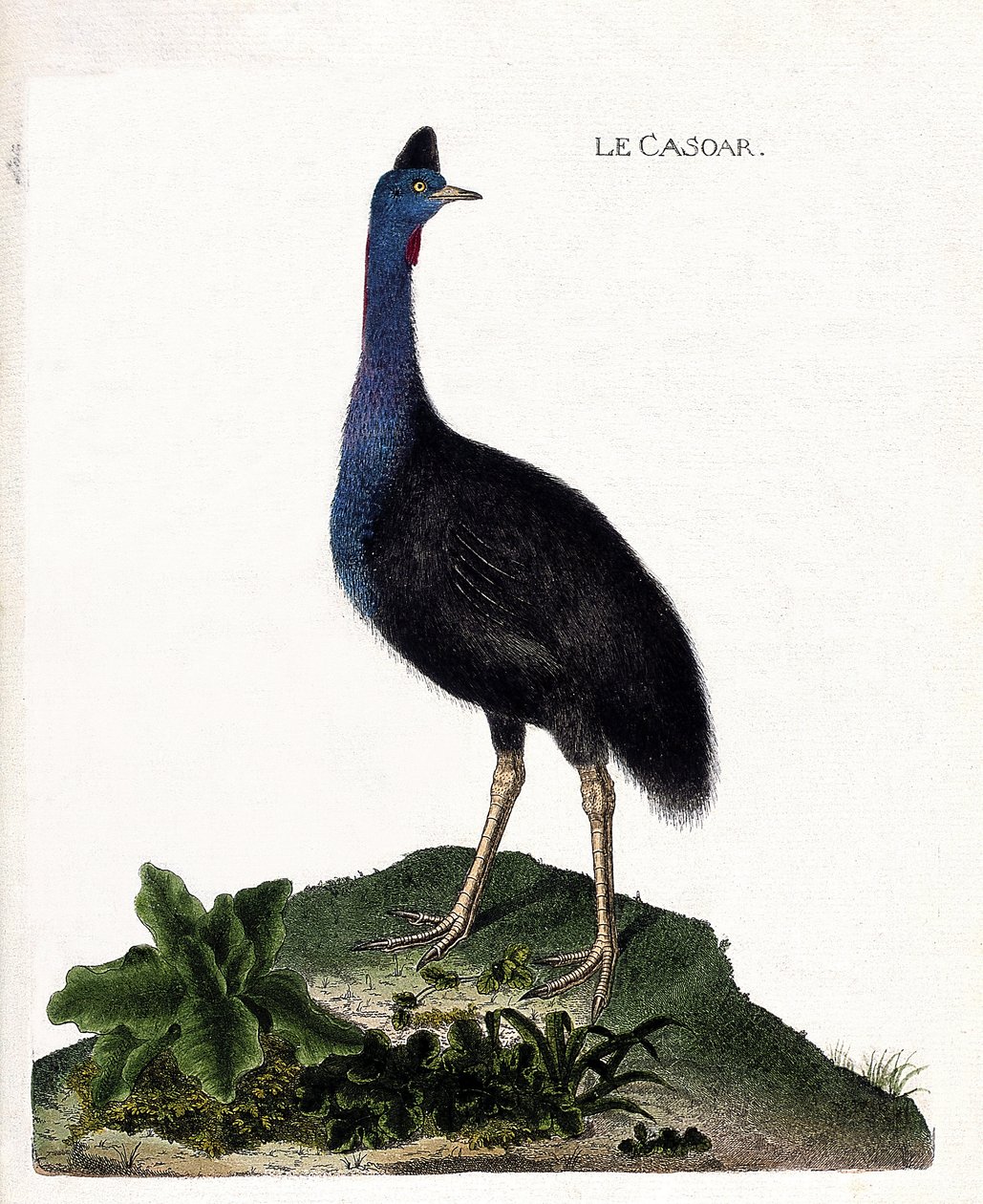 动物学图（鸟类学）：casoar（casoar一个头盔或cassuarius cassuarius）。弗朗索瓦-尼古拉-马丁内特（1731-1800）的《鸟类的历史，在它们的出现和敏感方面的绘画》中的插图。私人收藏。 作者 弗朗索瓦·尼古拉斯·马丁内