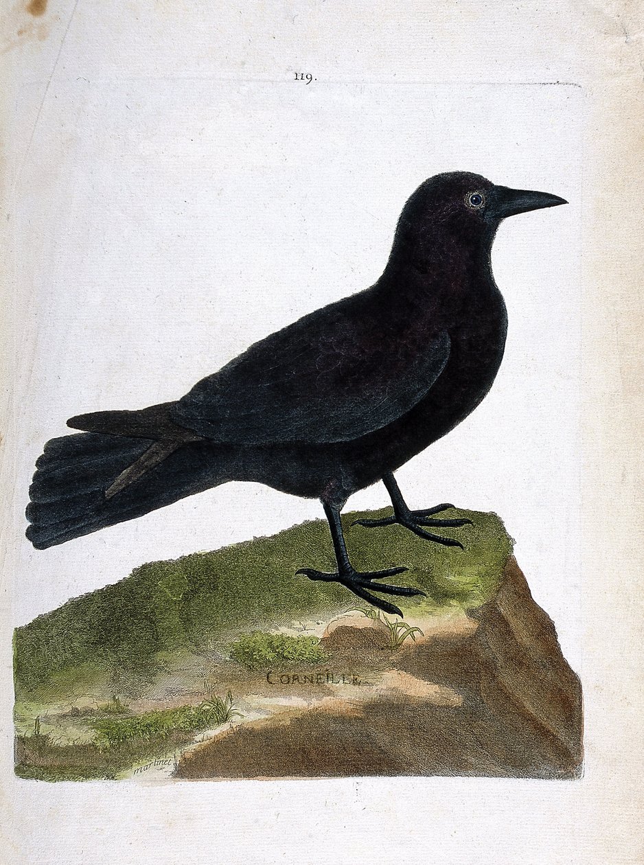 动物学图（鸟类学）：乌鸦（黑鸦或corvus corone）。弗朗索瓦-尼古拉-马丁内特（1731-1800）的《鸟类的历史，在它们的外观和敏感方面的绘画》中的插图。私人收藏。 作者 弗朗索瓦·尼古拉斯·马丁内