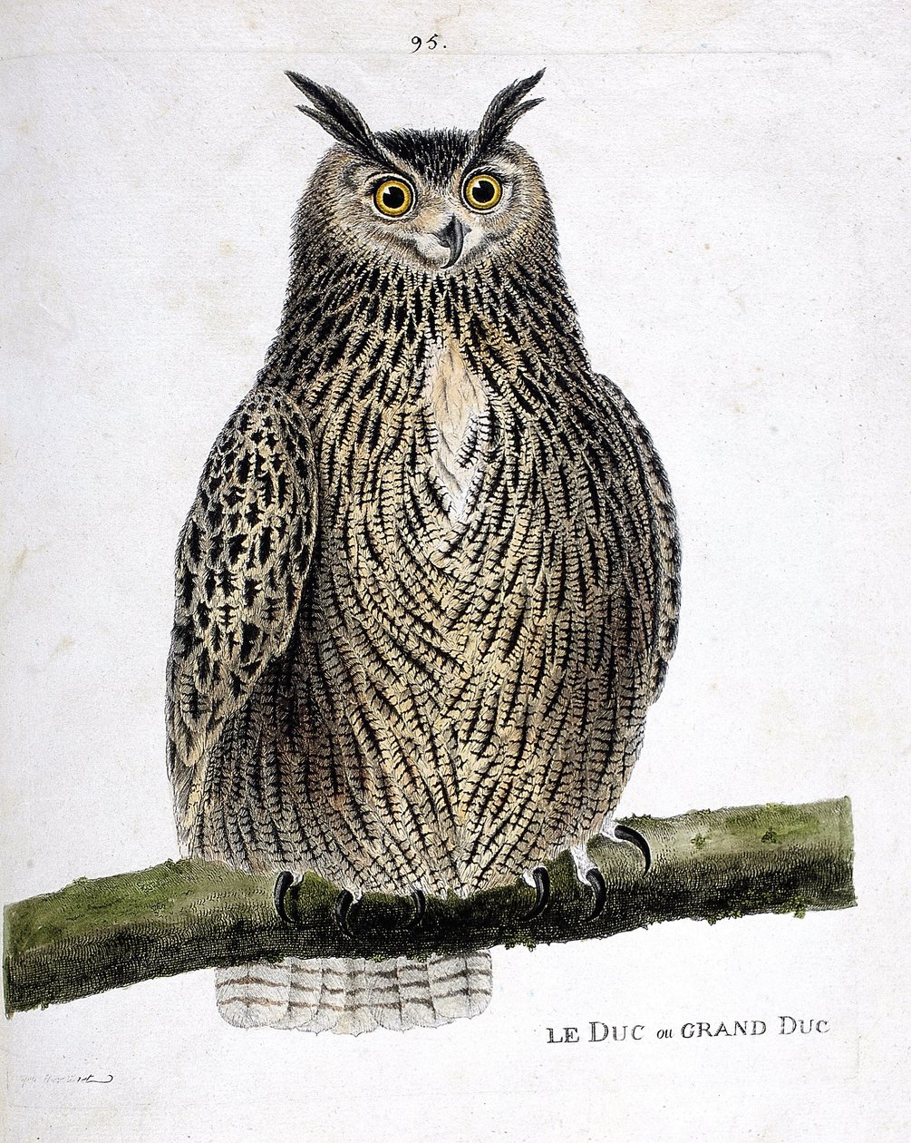 动物学图（鸟类学）：树枝上的公爵或大公爵（grand duke or bubo bubo）。弗朗索瓦-尼古拉-马丁内特（1731-1800）创作的《鸟类的历史，在它们的出现和敏感方面的绘画》中的插图。私人收藏。 作者 弗朗索瓦·尼古拉斯·马丁内