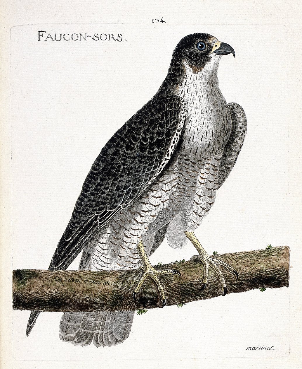 动物学图（鸟类学）：猎鹰出来或猎鹰出来（pelerine falcon或falco peregrinus）在枝头。弗朗索瓦-尼古拉-马丁内特（1731-1800）的《鸟类的历史，在它们的出现和敏感方面的画法》中的插图。牧师 作者 弗朗索瓦·尼古拉斯·马丁内