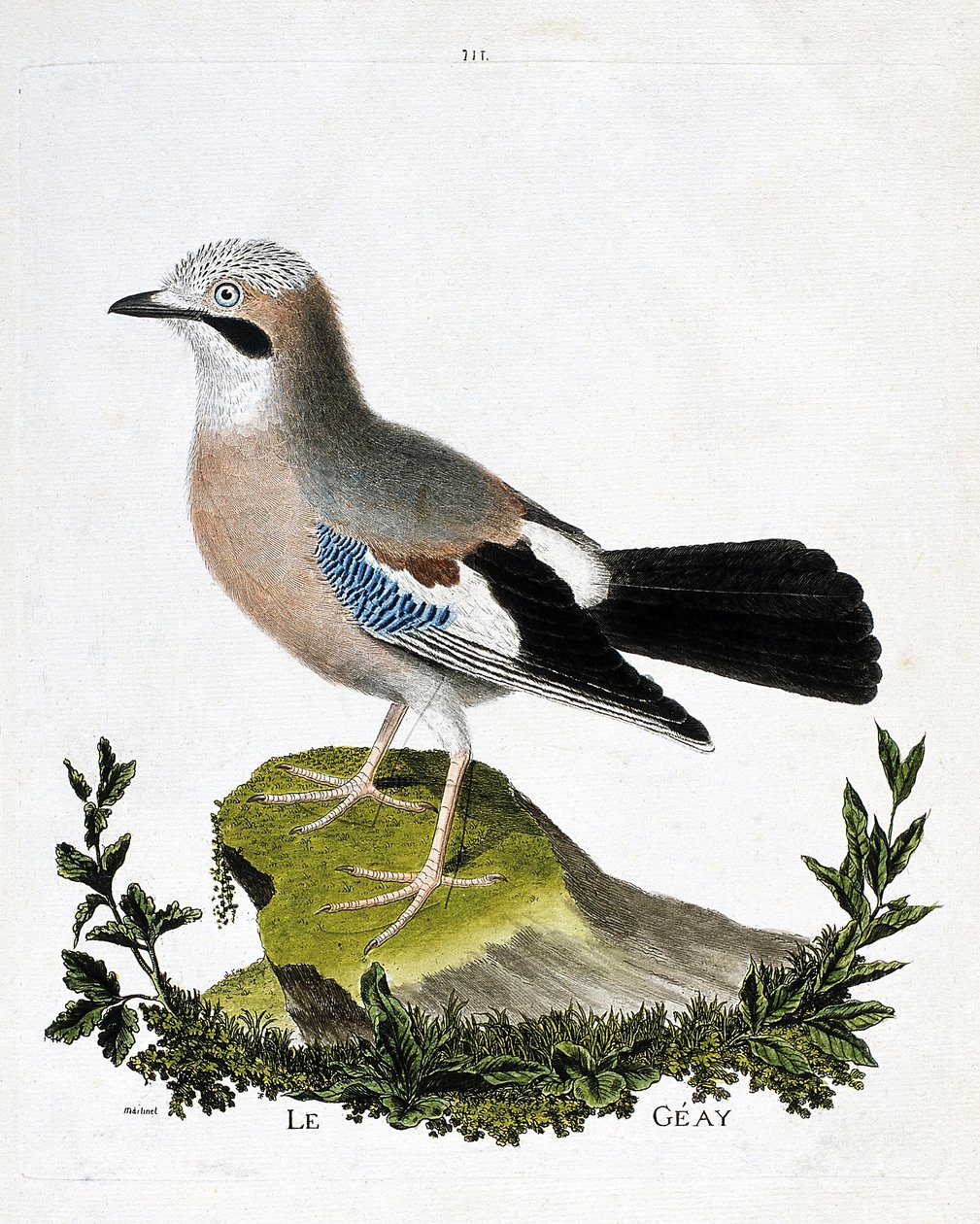 动物学图（鸟类学）：海鸦（channel jay或garrulus glandarius）。弗朗索瓦-尼古拉-马丁内特（1731-1800）的《鸟类的历史，在它们的外观和敏感方面的绘画》的插图。私人收藏。 作者 弗朗索瓦·尼古拉斯·马丁内