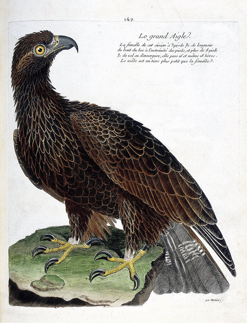 动物学图（鸟类学）：大鹰（皇家鹰或aquila chrysaetos）。弗朗索瓦-尼古拉-马丁内特（1731-1800）的《鸟类的历史，在它们的外观和敏感方面的绘画》的插图。私人收藏。 作者 弗朗索瓦·尼古拉斯·马丁内
